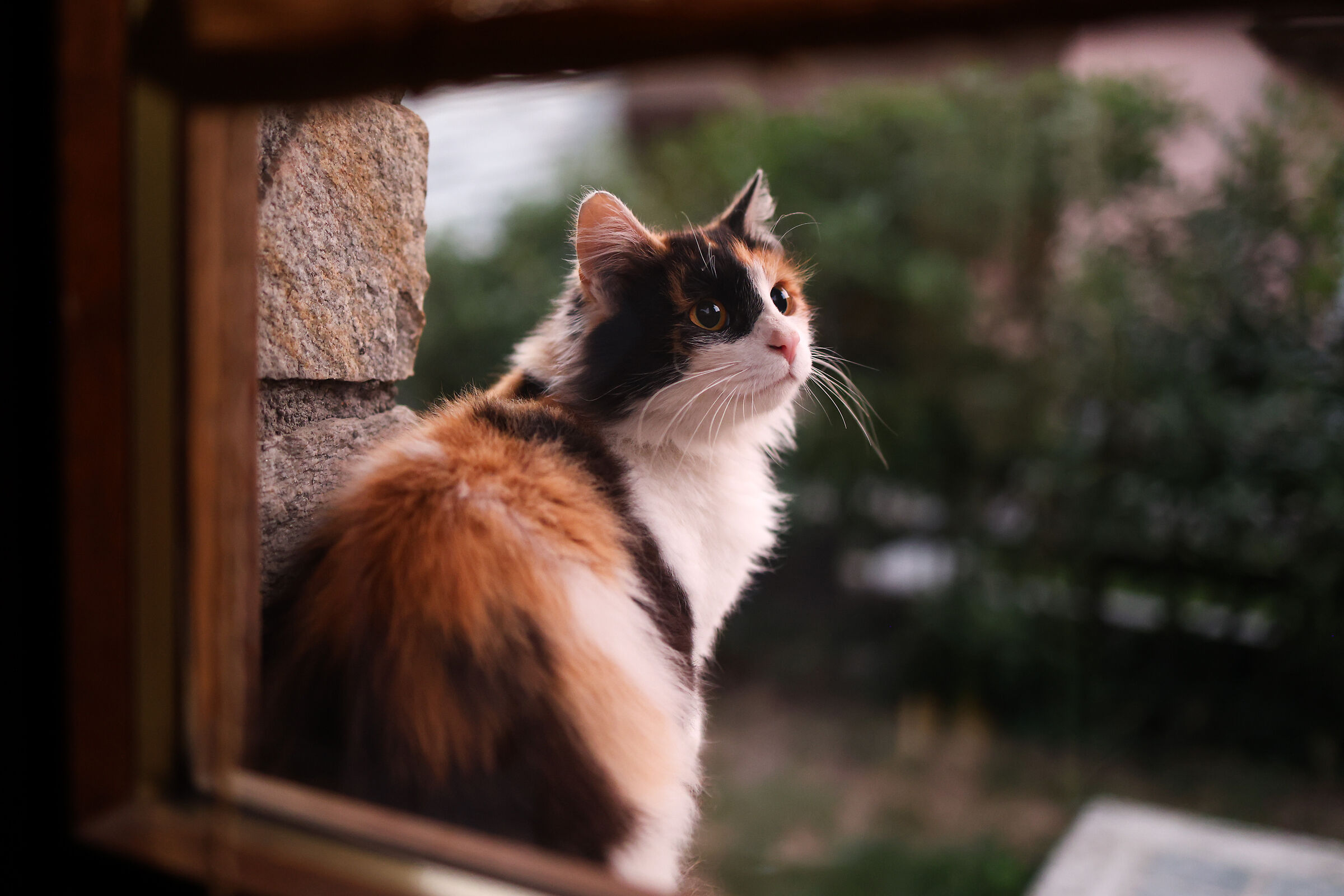 Another foundling to our... window!