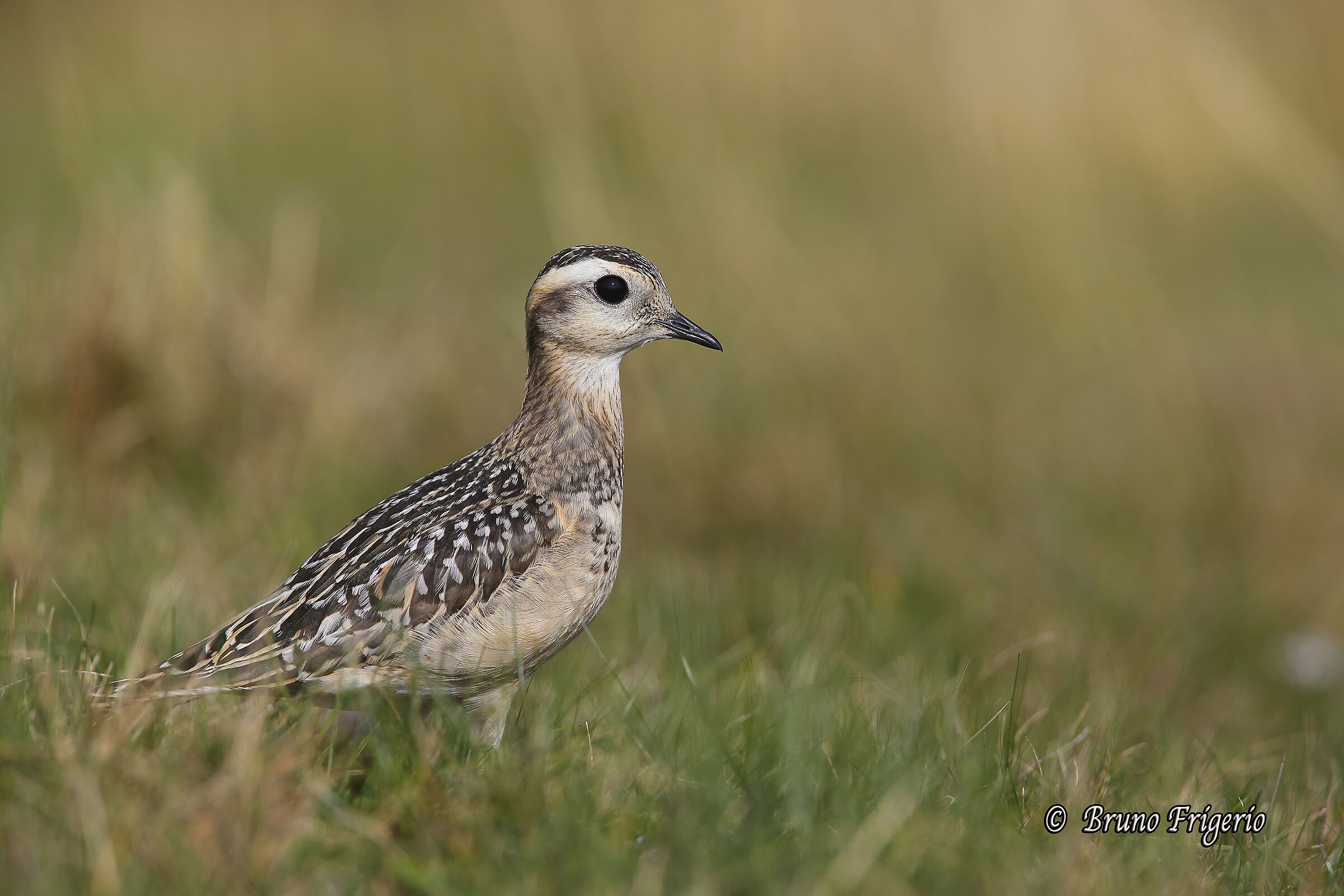 TORTOLINO PLOVER