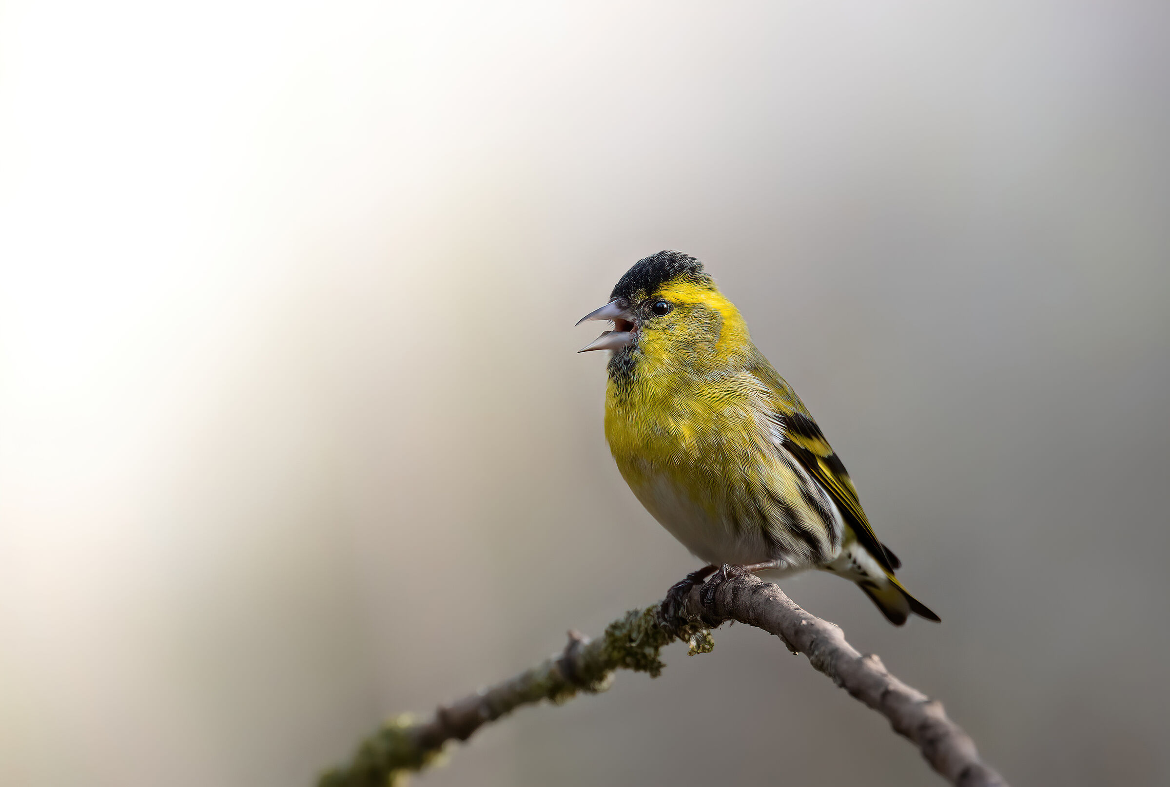 The singing lucherino