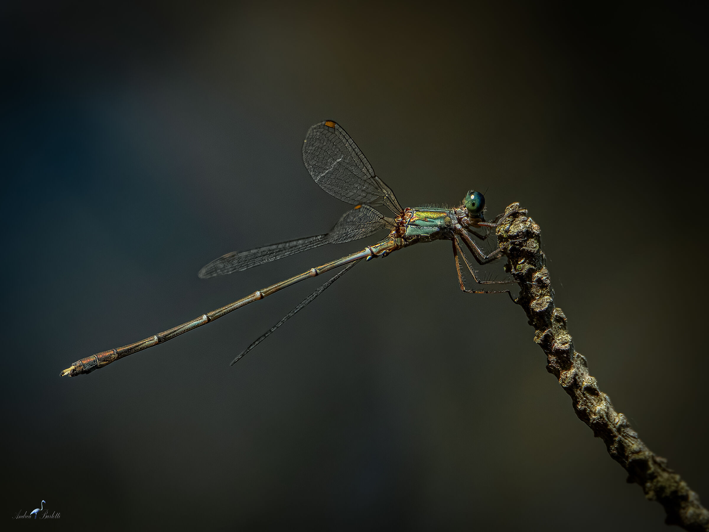 Chalcolestes viridis