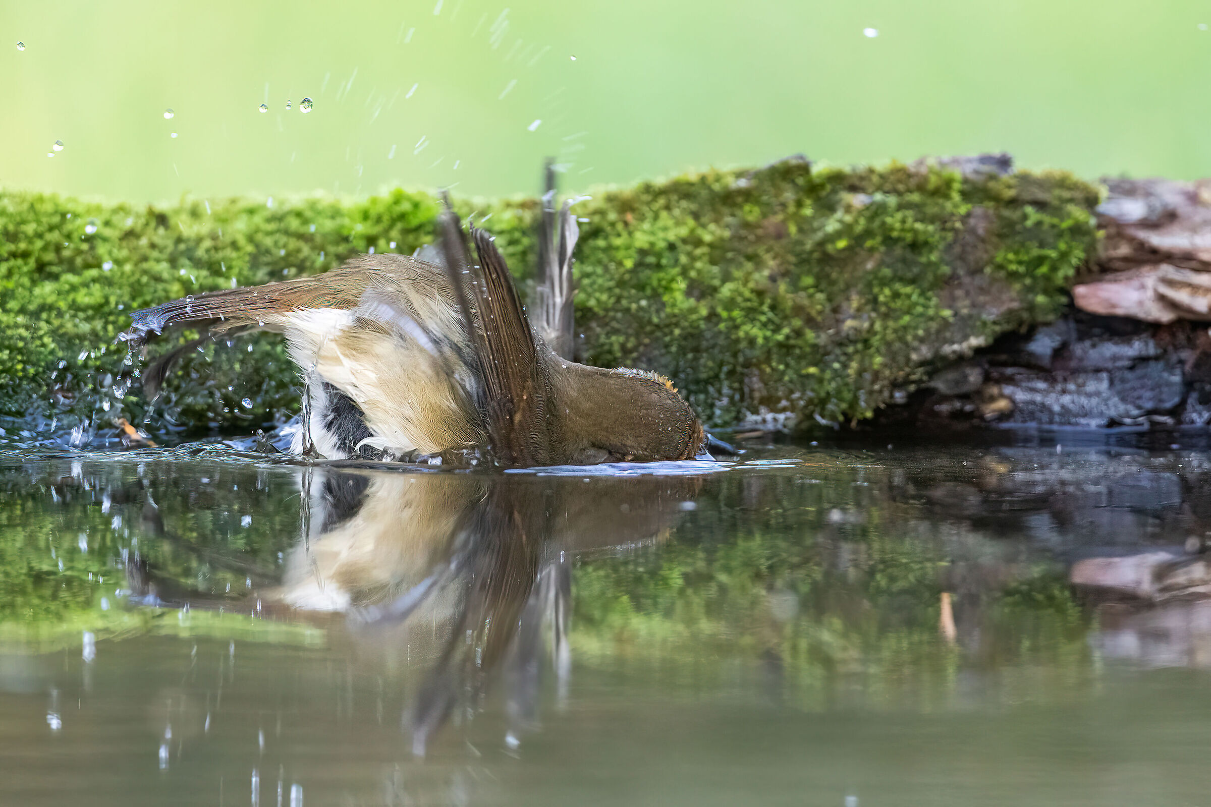 Robin at the bath