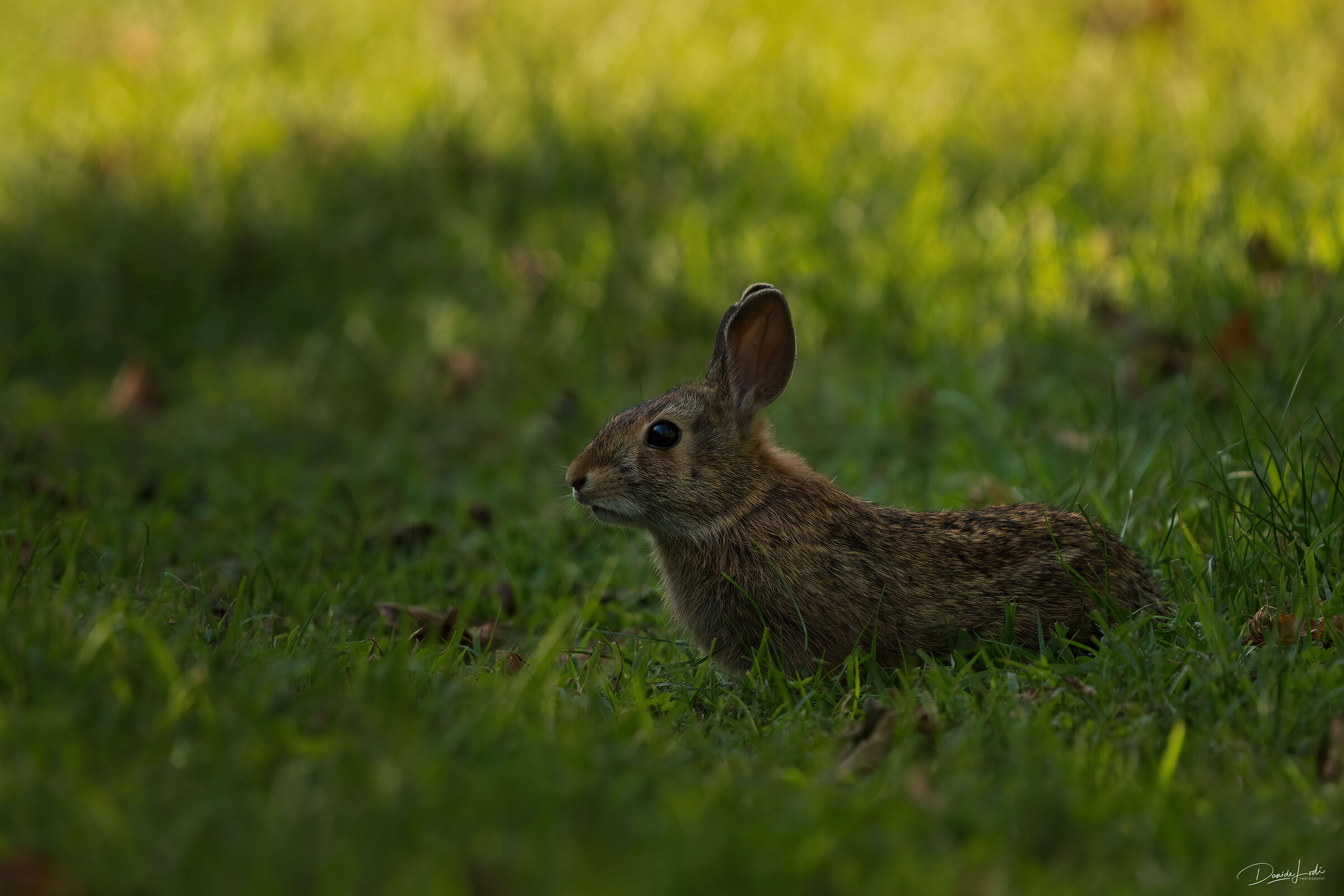 Wild rabbit