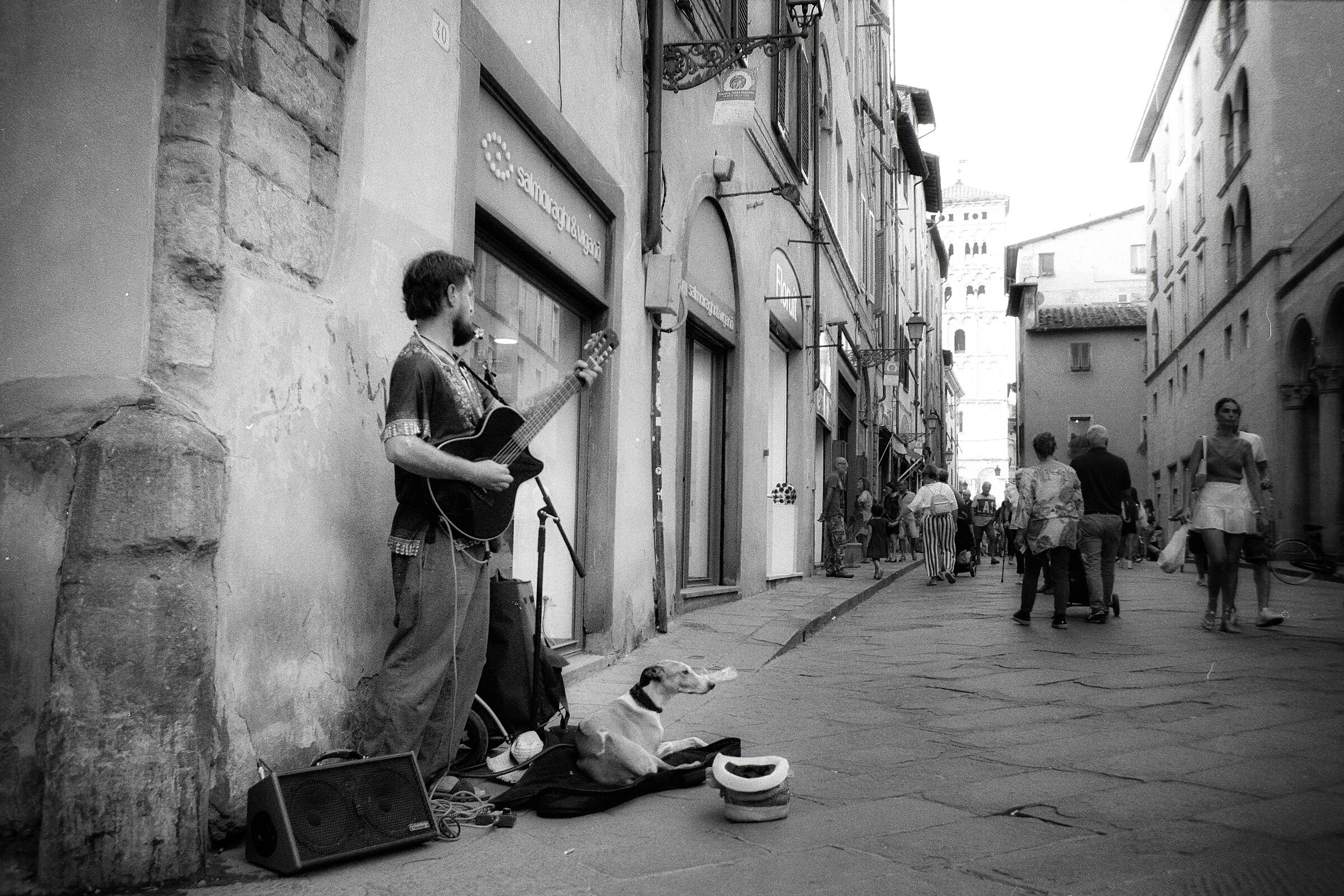 Companion dog.... musical