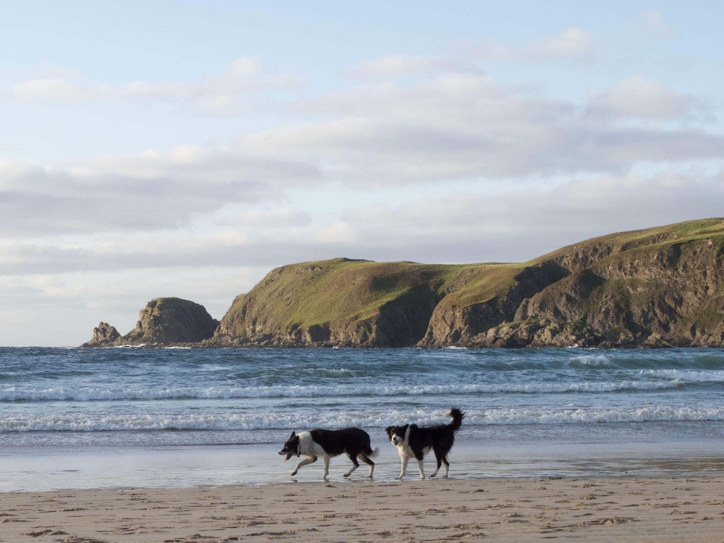 The Wee Border Collies