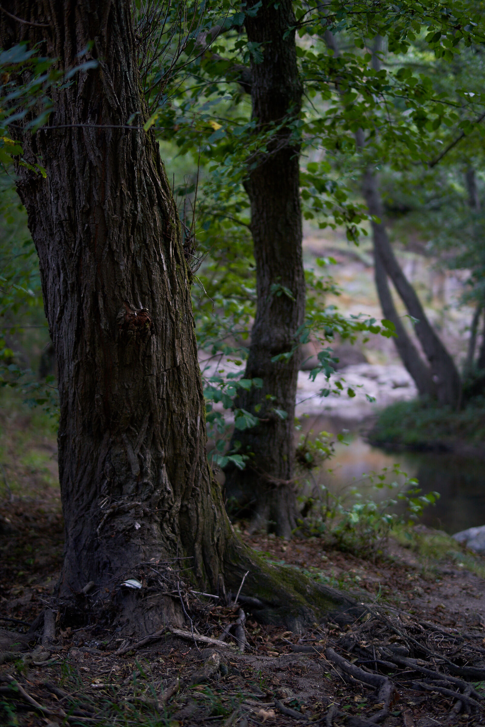 Trees
