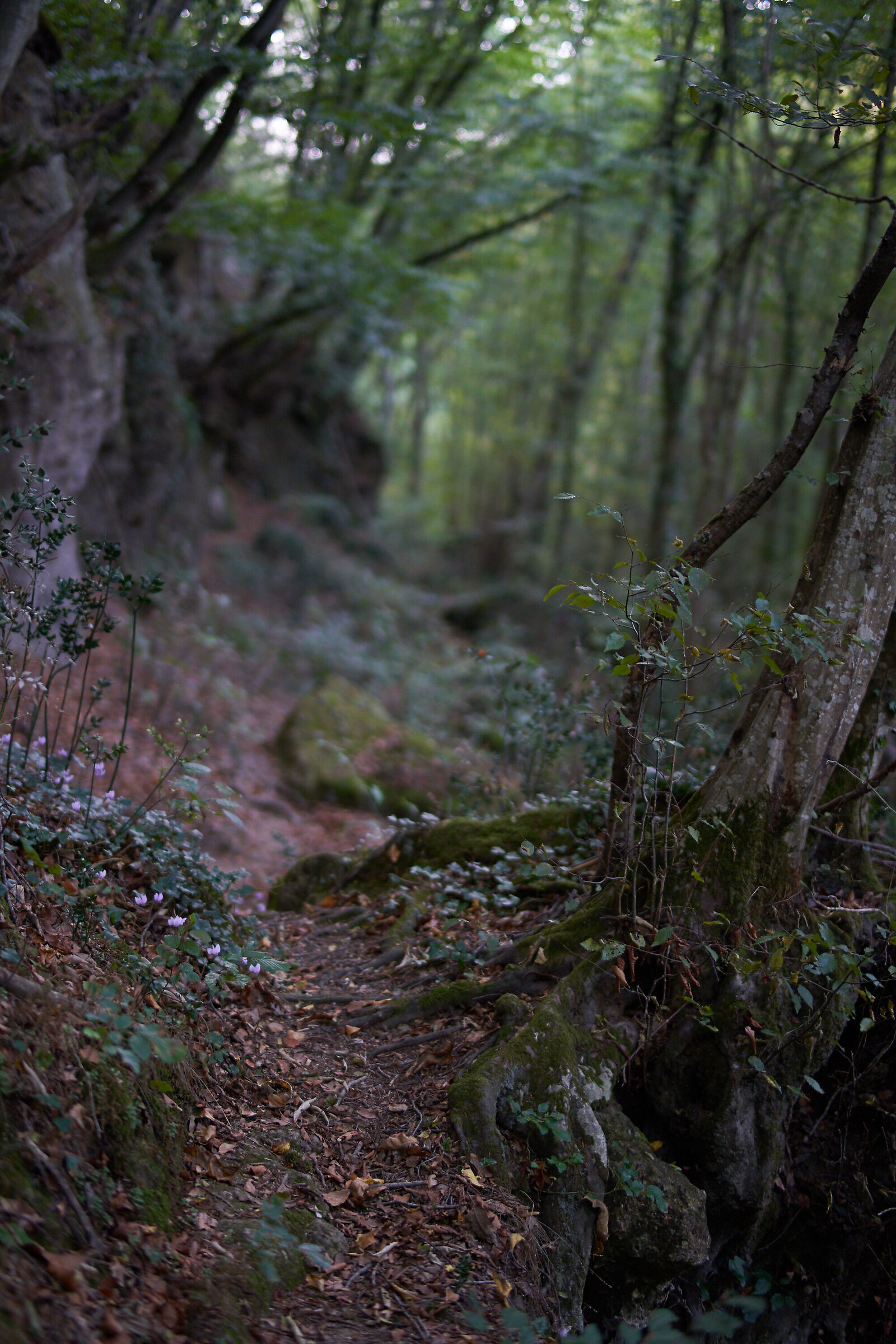 Path