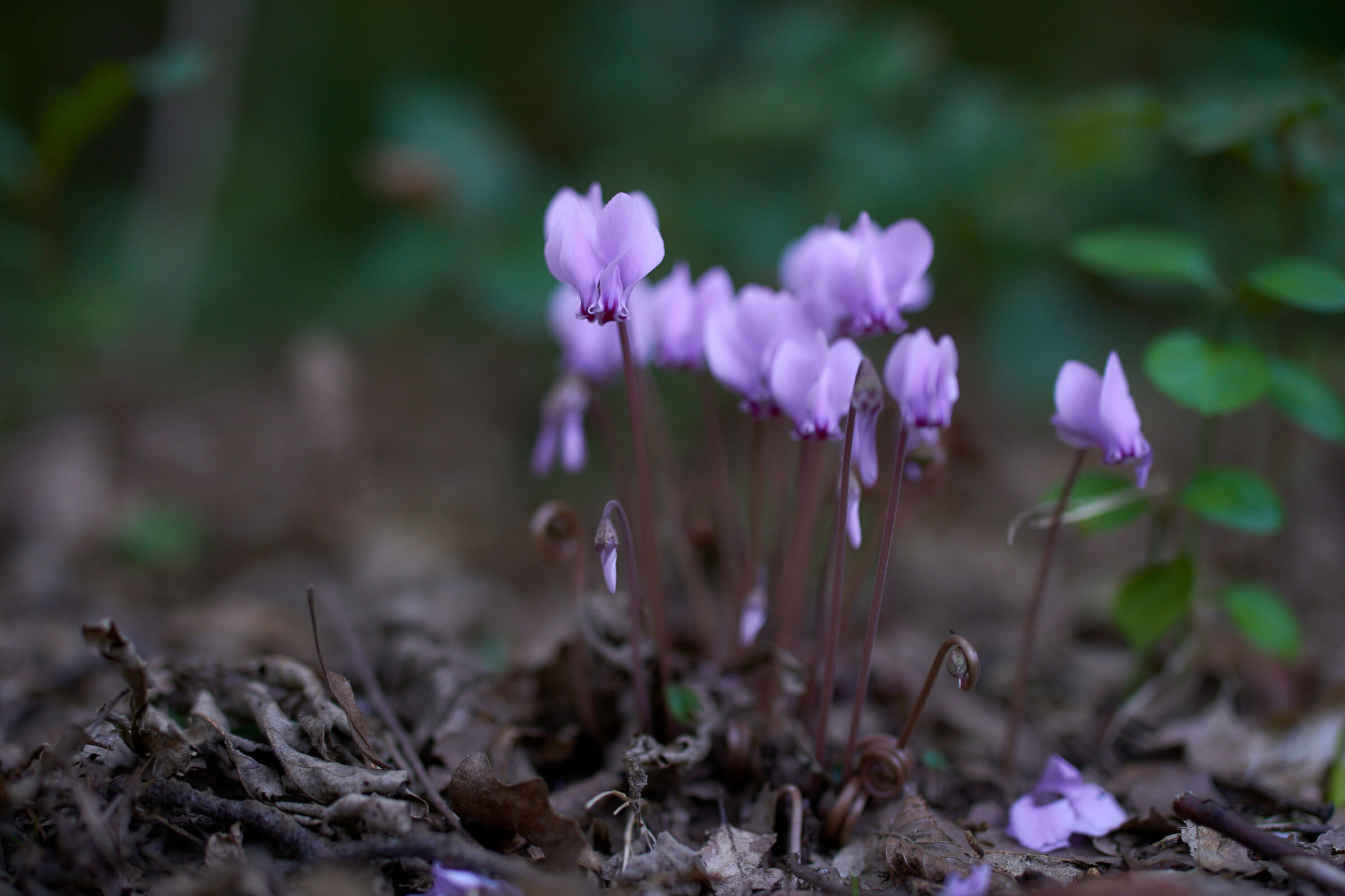 Cyclamen