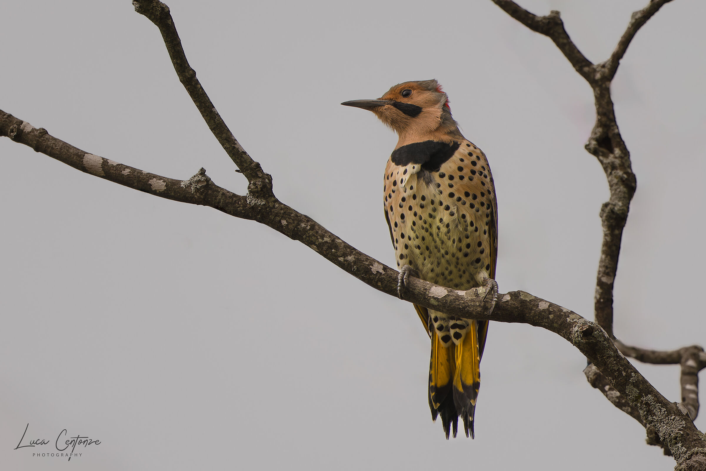 Northern Flicker (Colaptes auratus)
