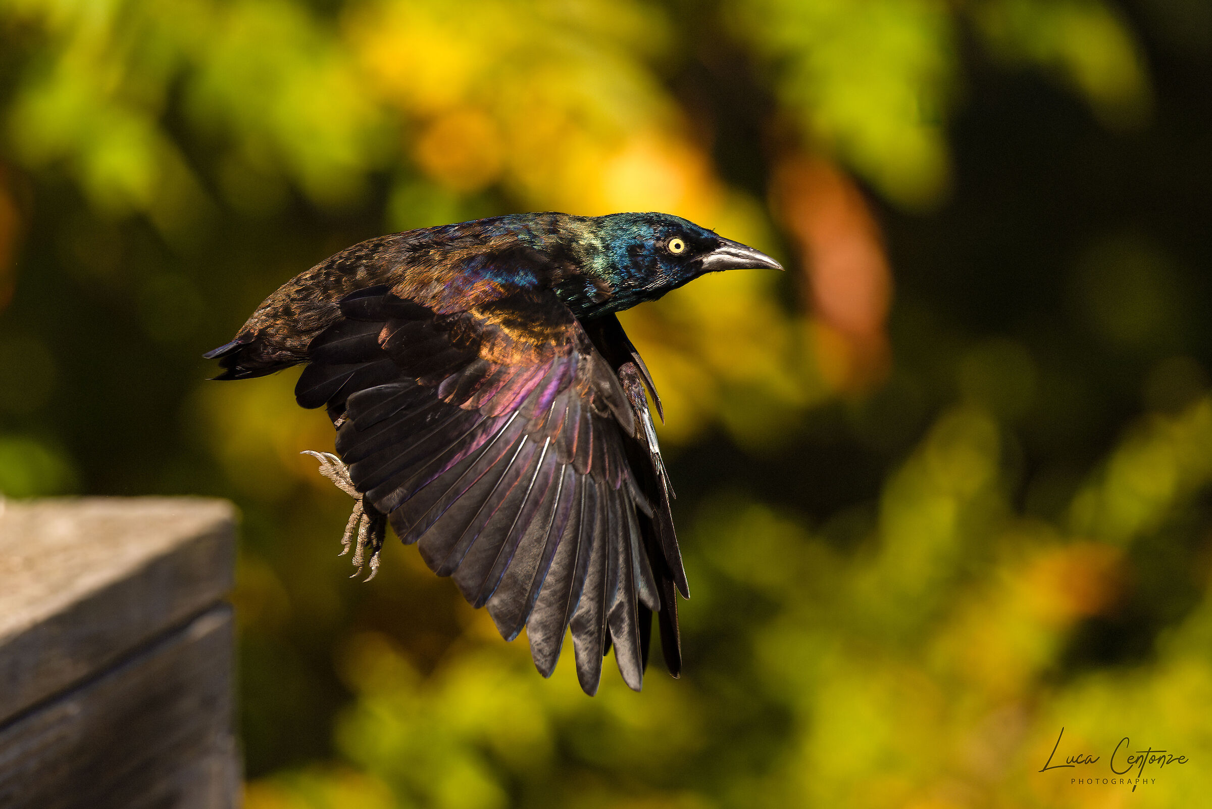 Common Grackle (Quiscalus quiscula)