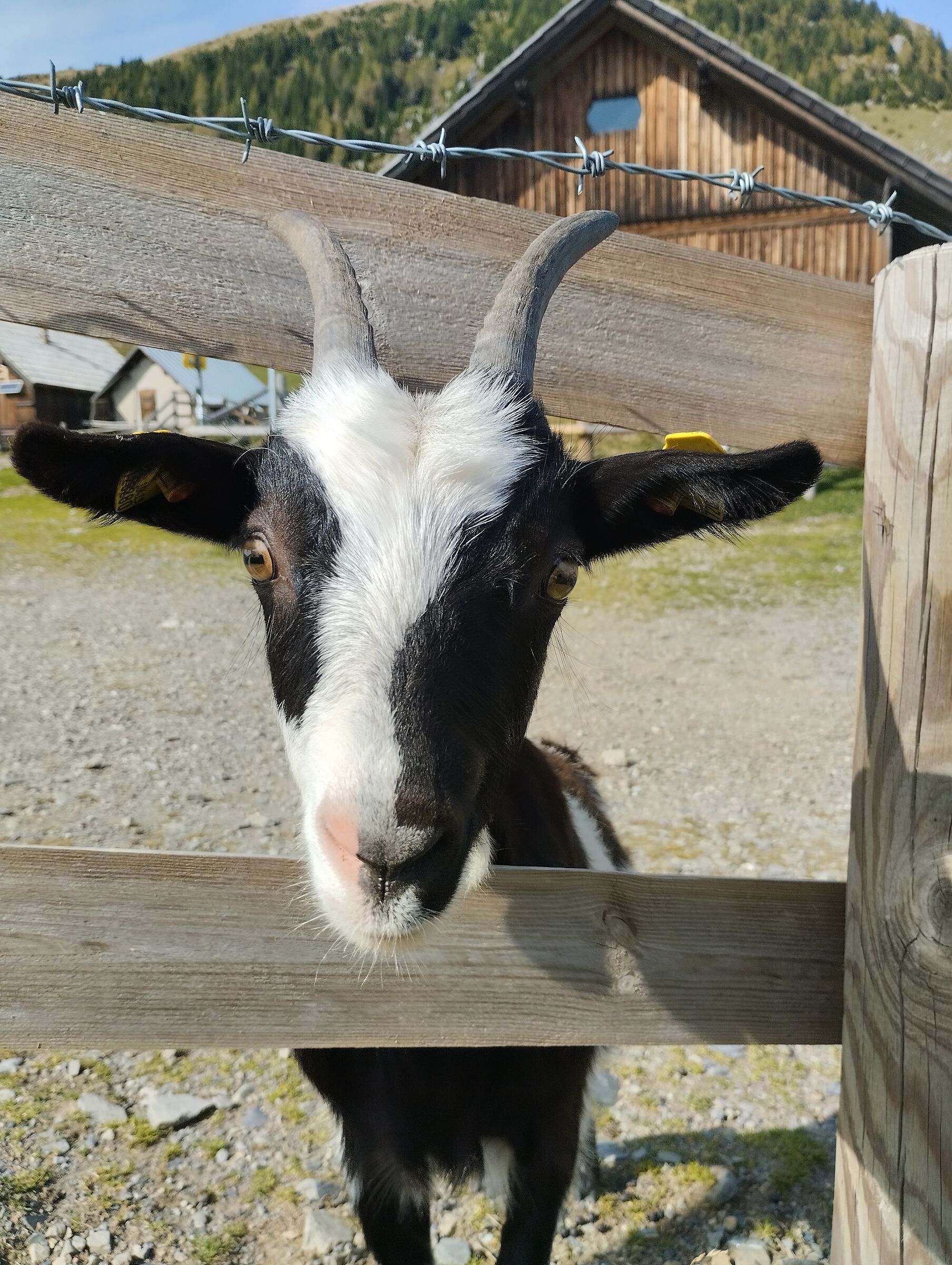 What do you give me?