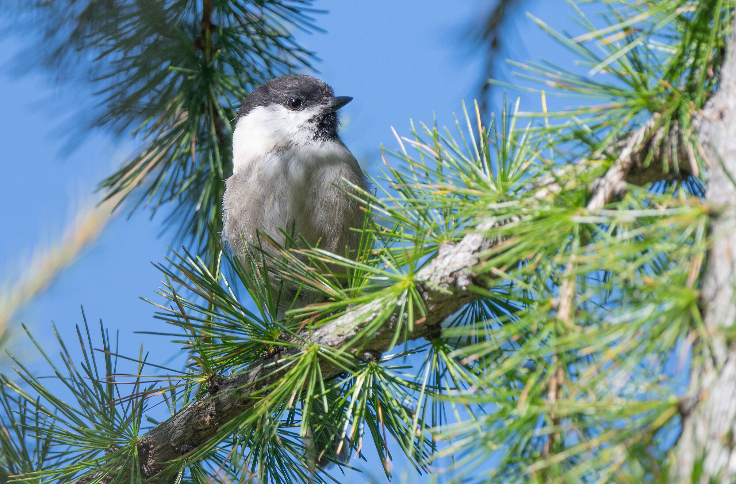 titmouse