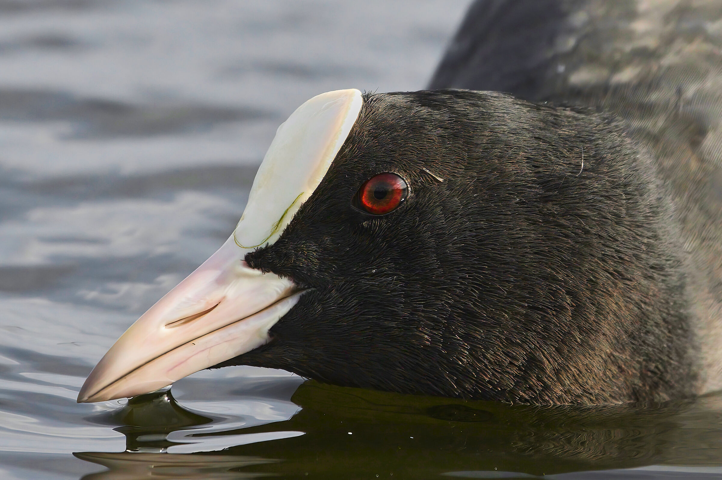 Eurasian coot (Fulica atra)