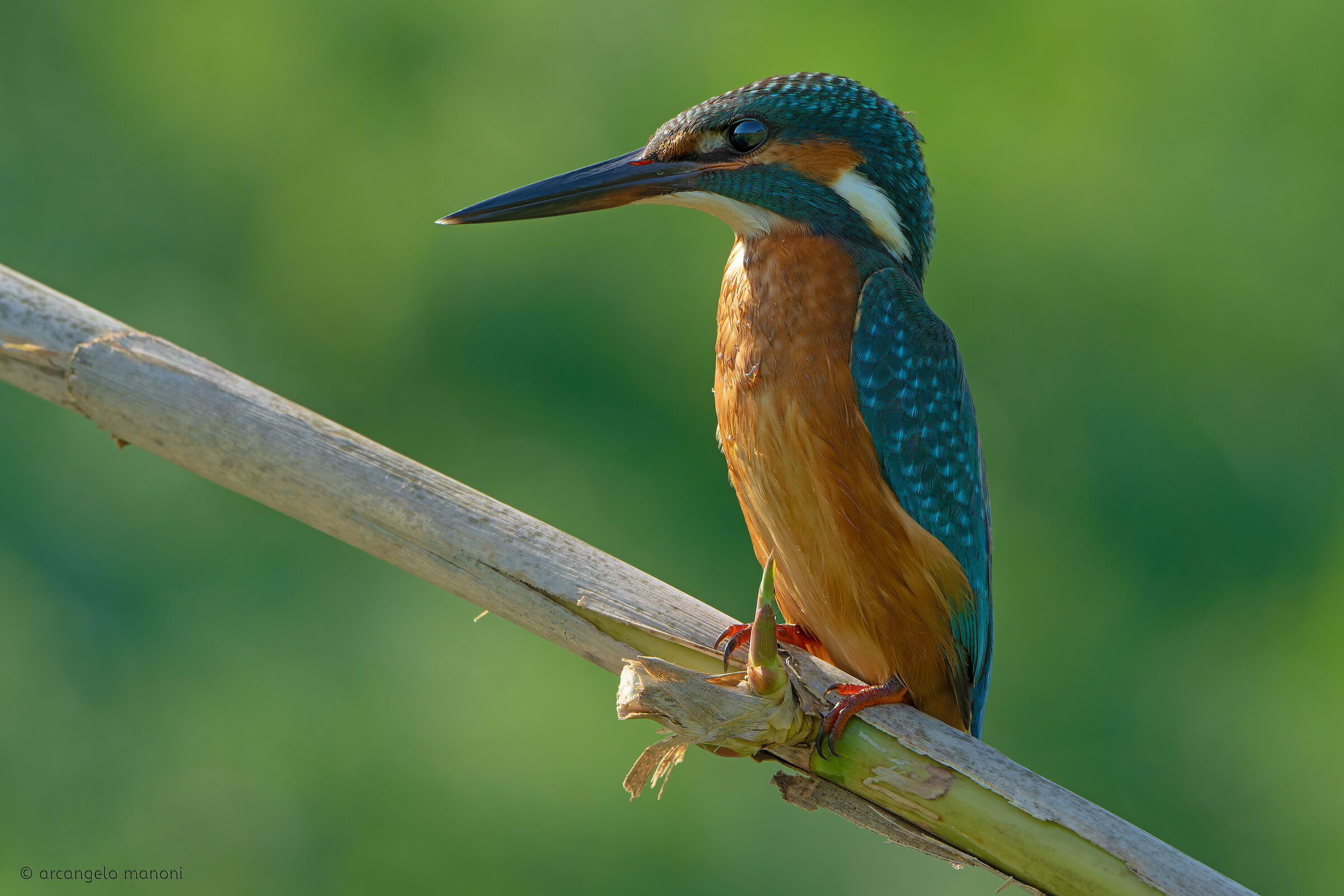 L'occhio vigile all'argine del fiume
