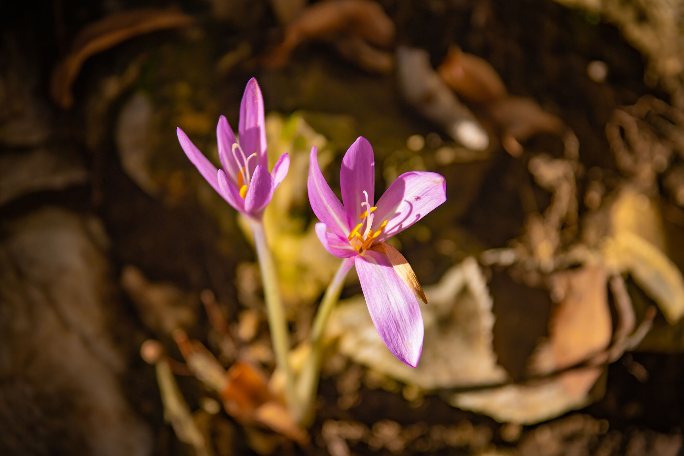 Colchicum autumnale