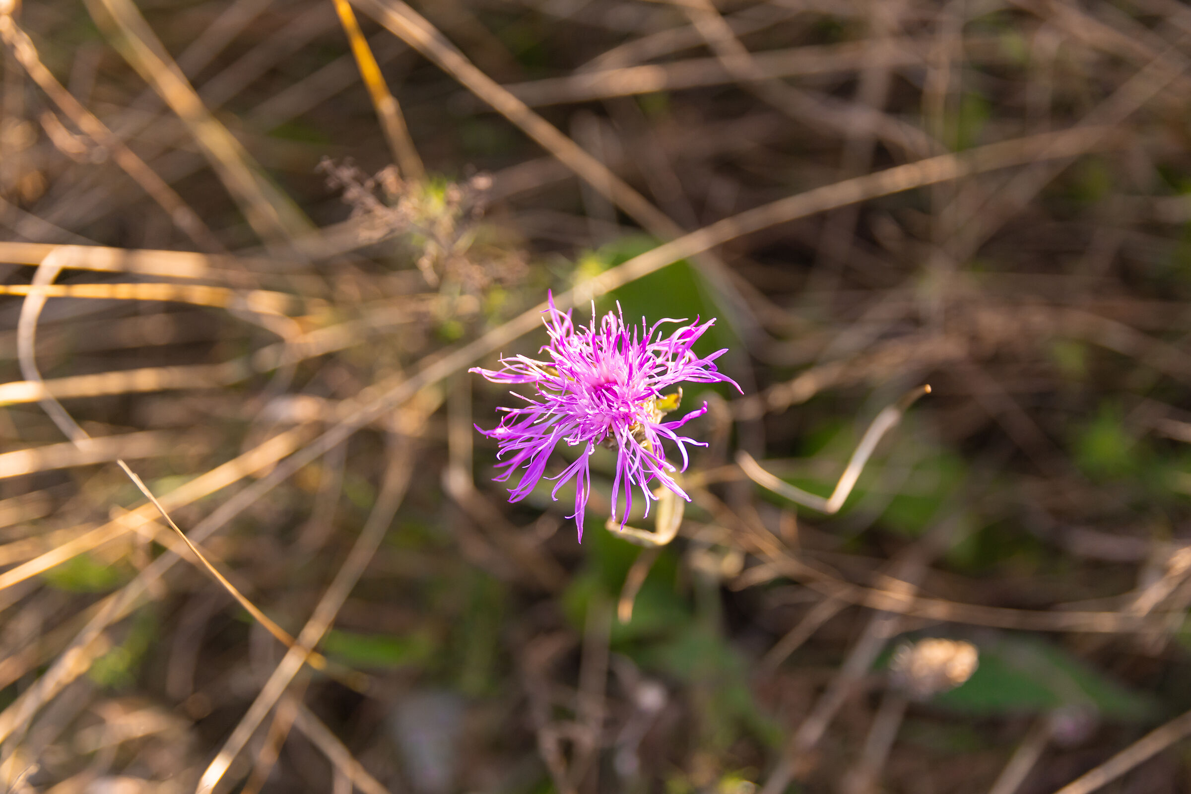 Centaurea jacea