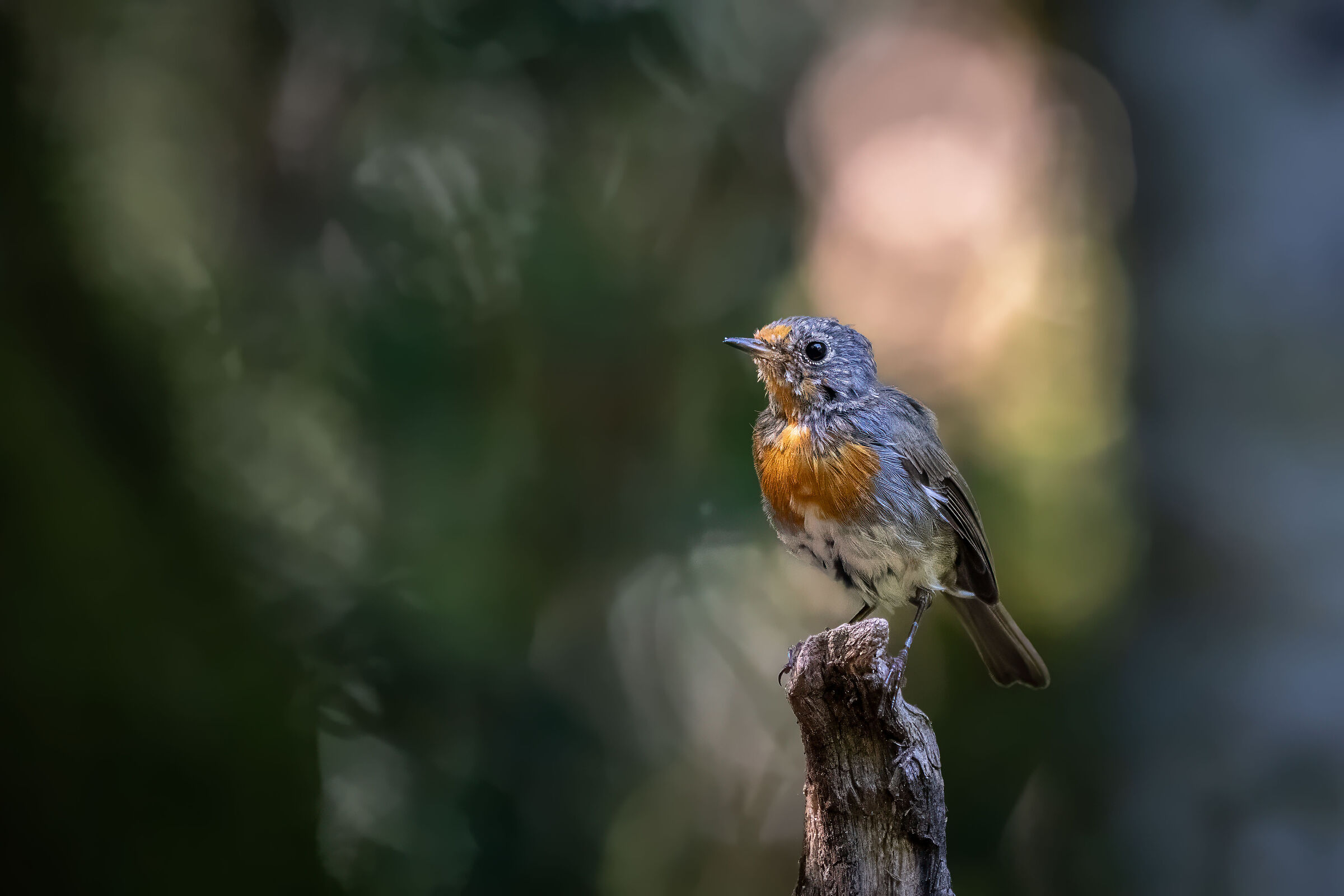 Young robin