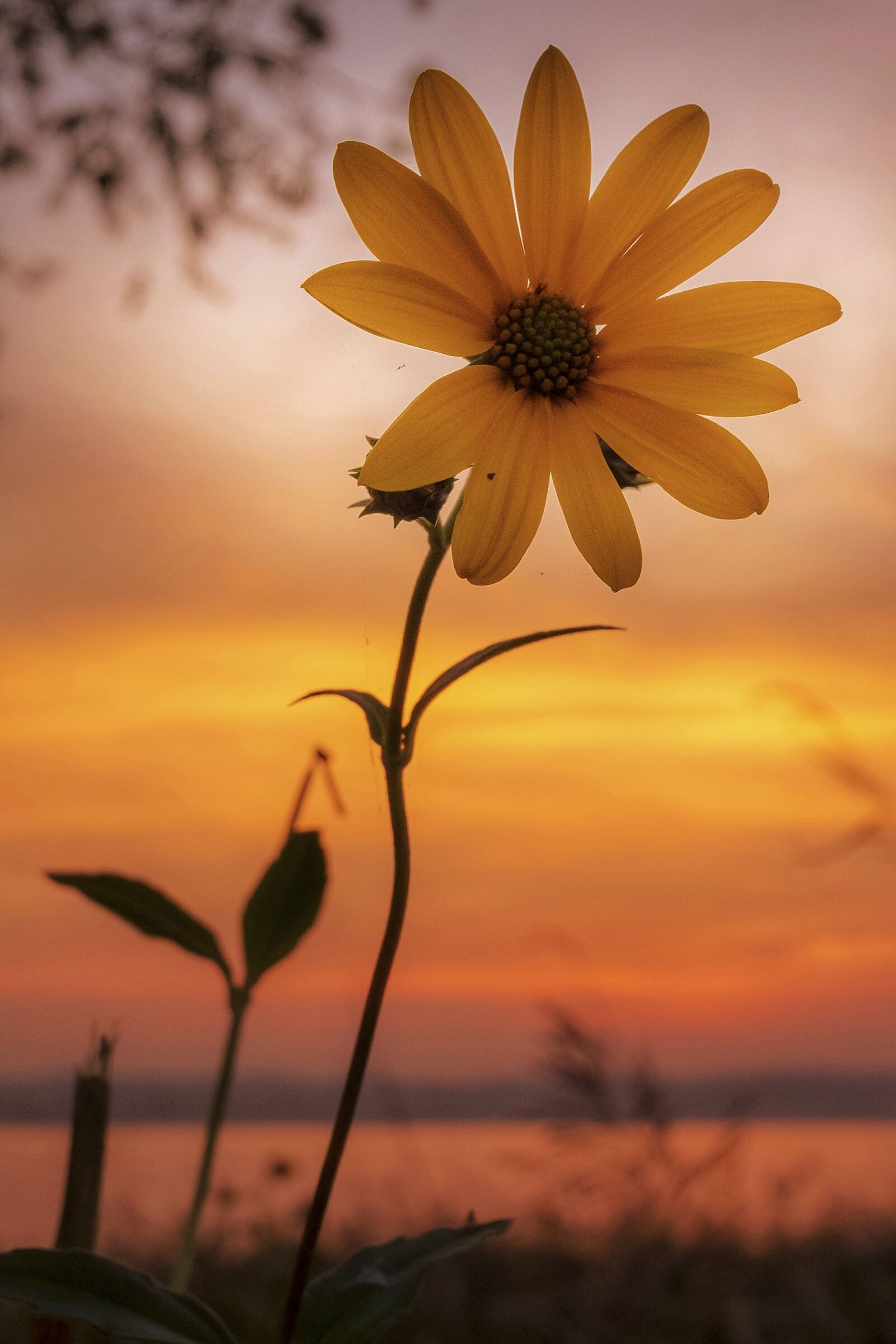 Helianthus at sunset