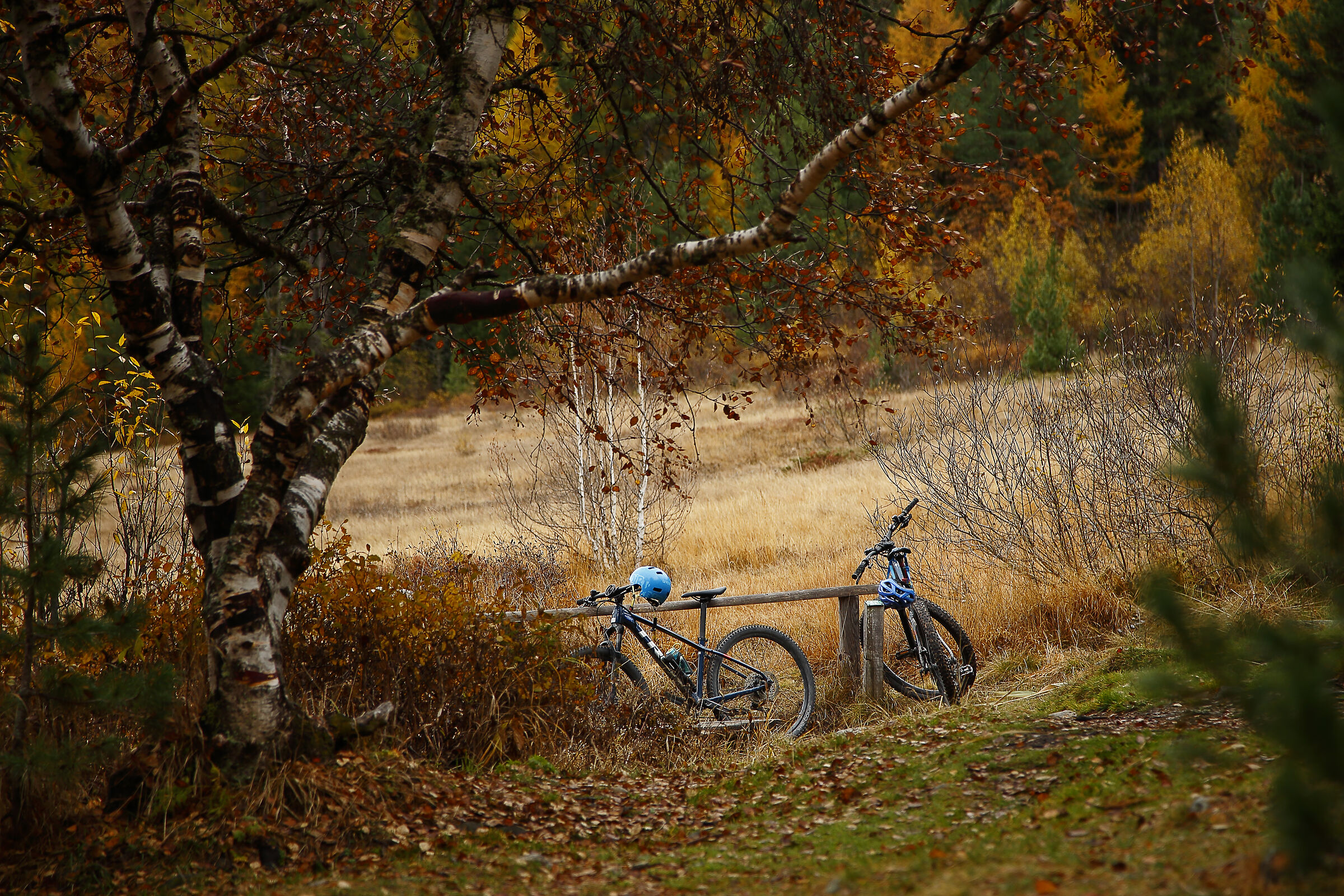 Passeggiando in bicicletta