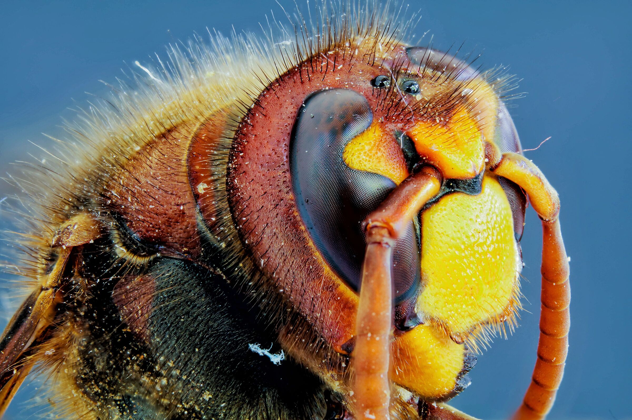 Vespa crabro