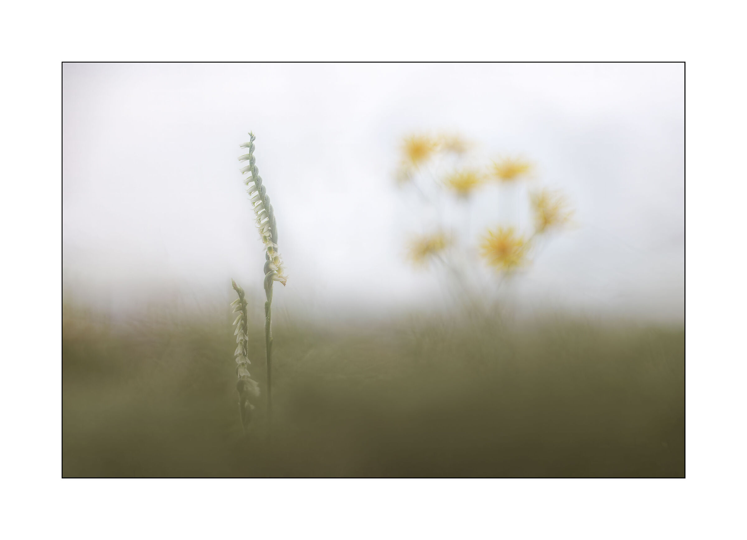 spiranthes spiralis