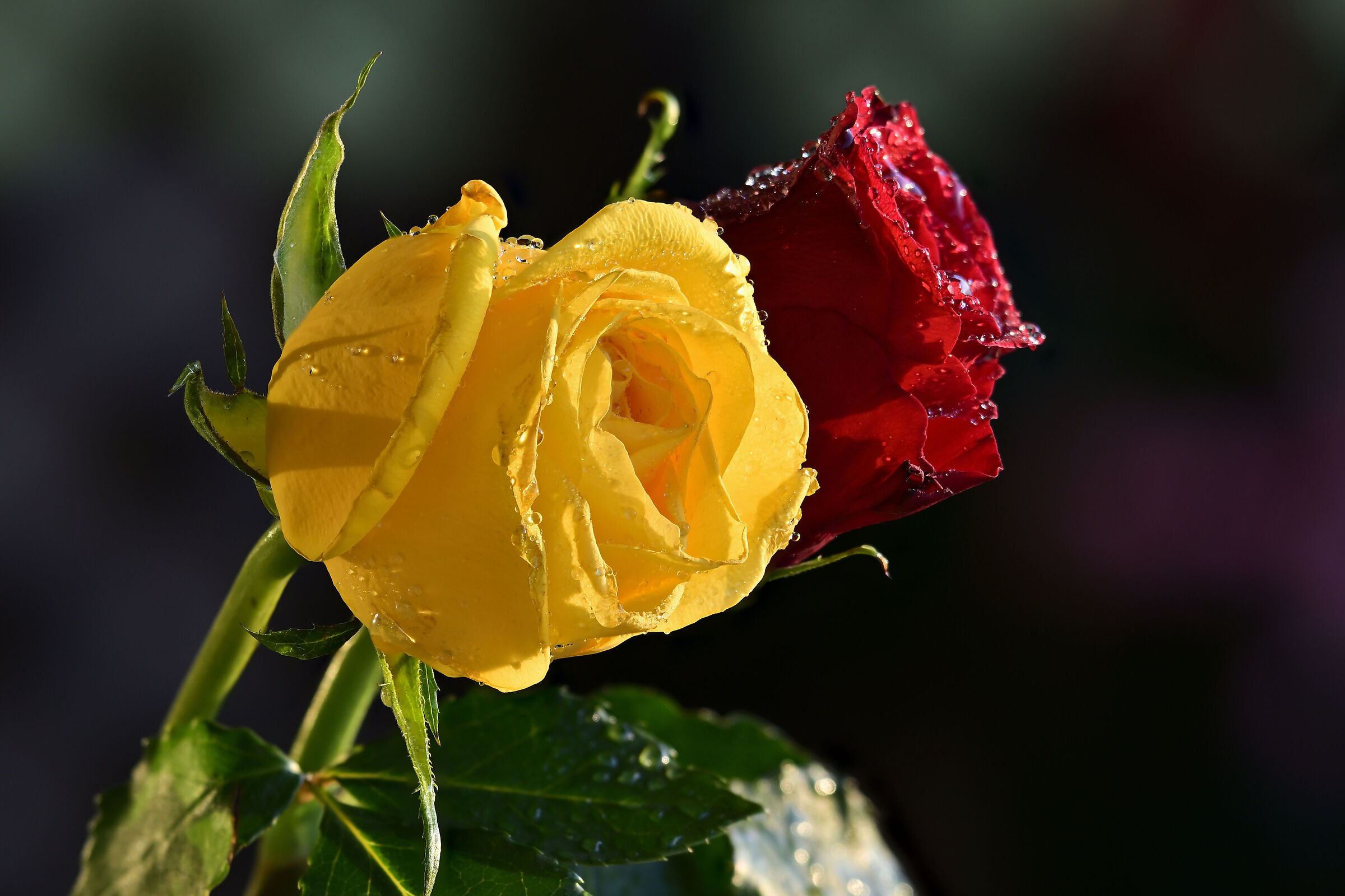 Rose - Outdoor stacking test