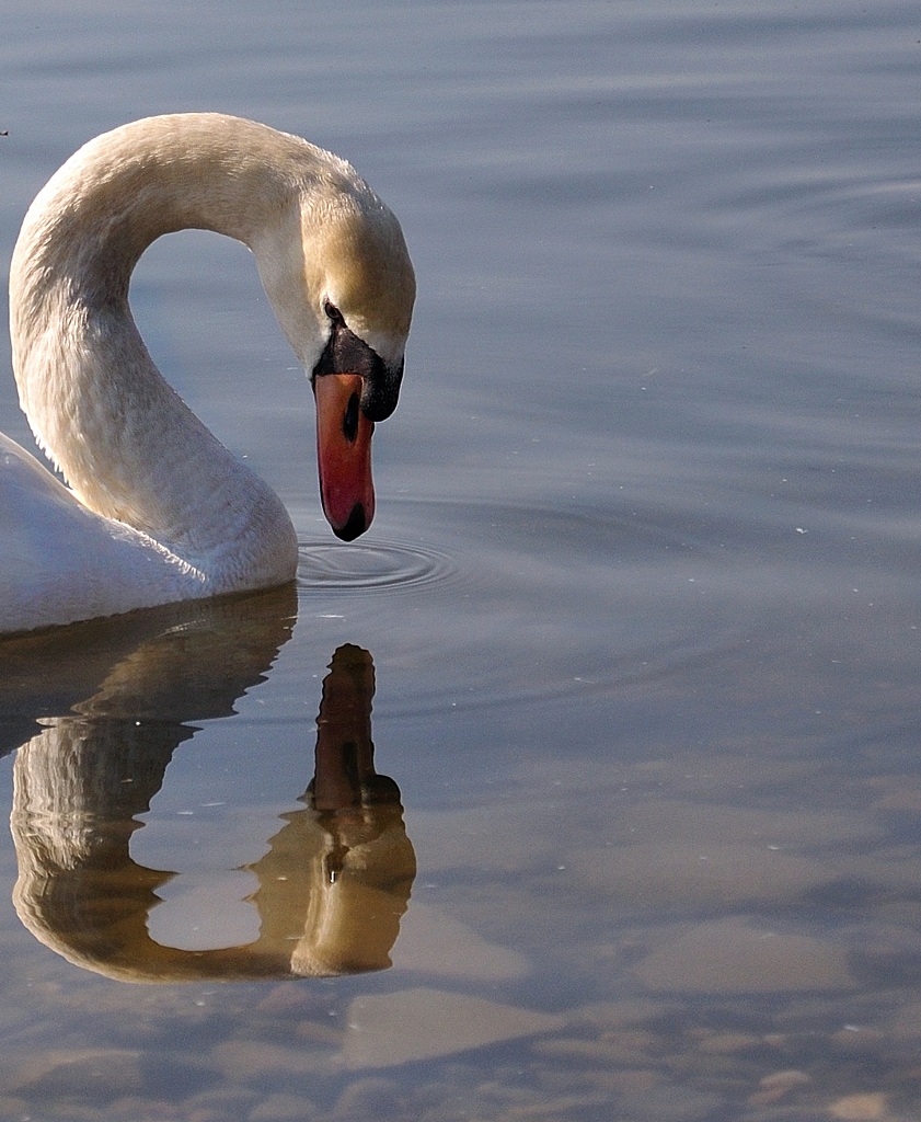 Narcissus: today I see bad!!