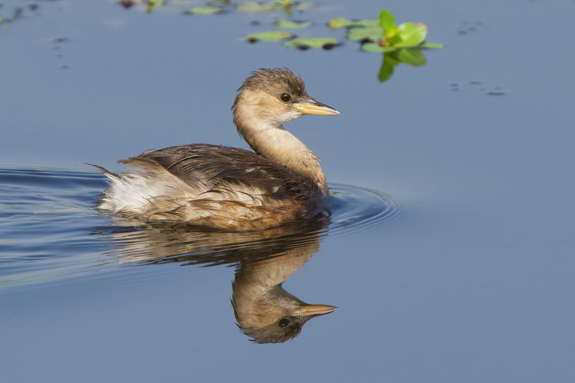 Little grebe (Tachybaptus ruficollis)