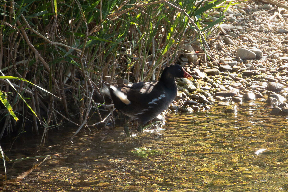 Moorhen