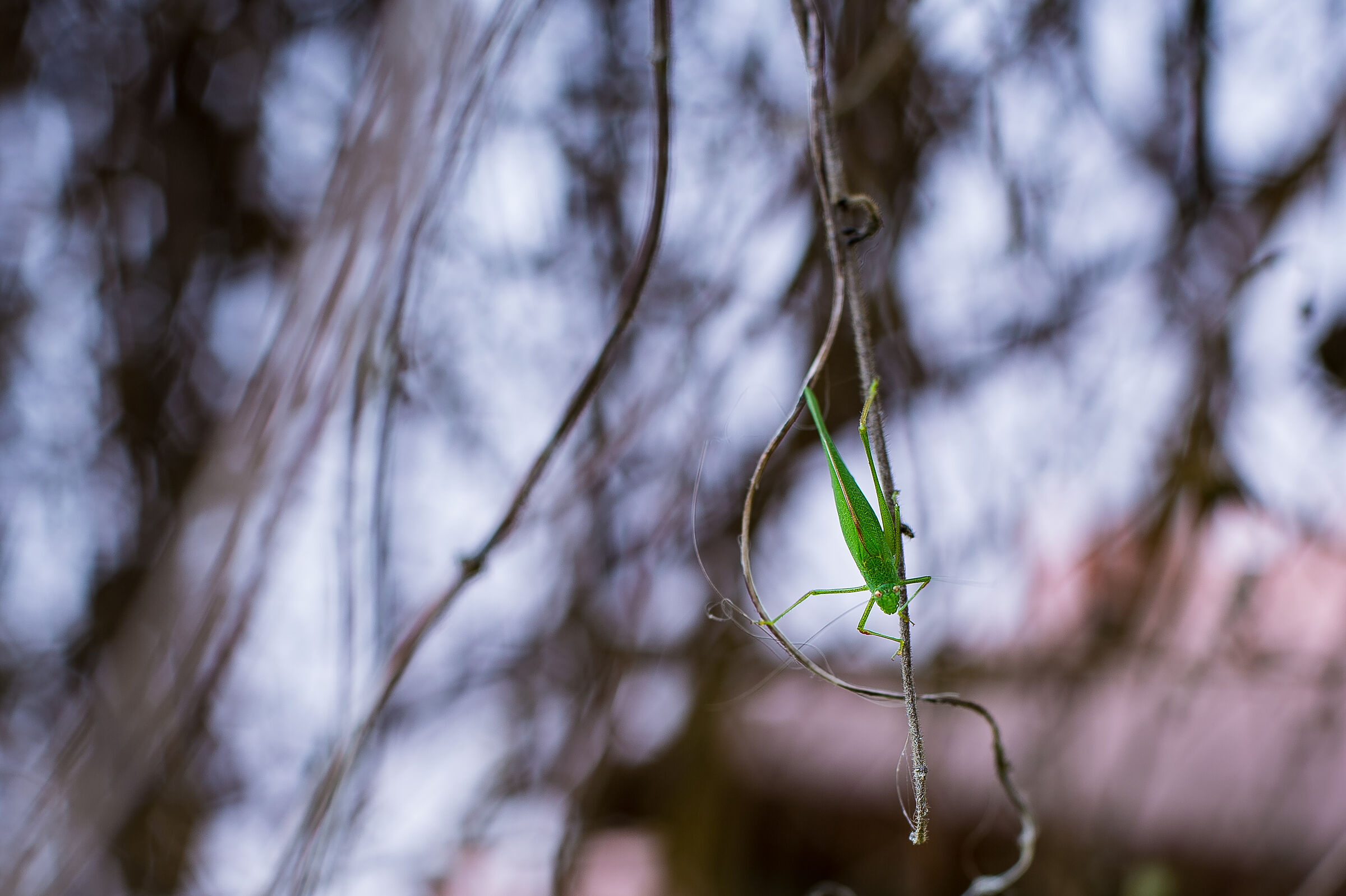 La Suonatrice di Arpa