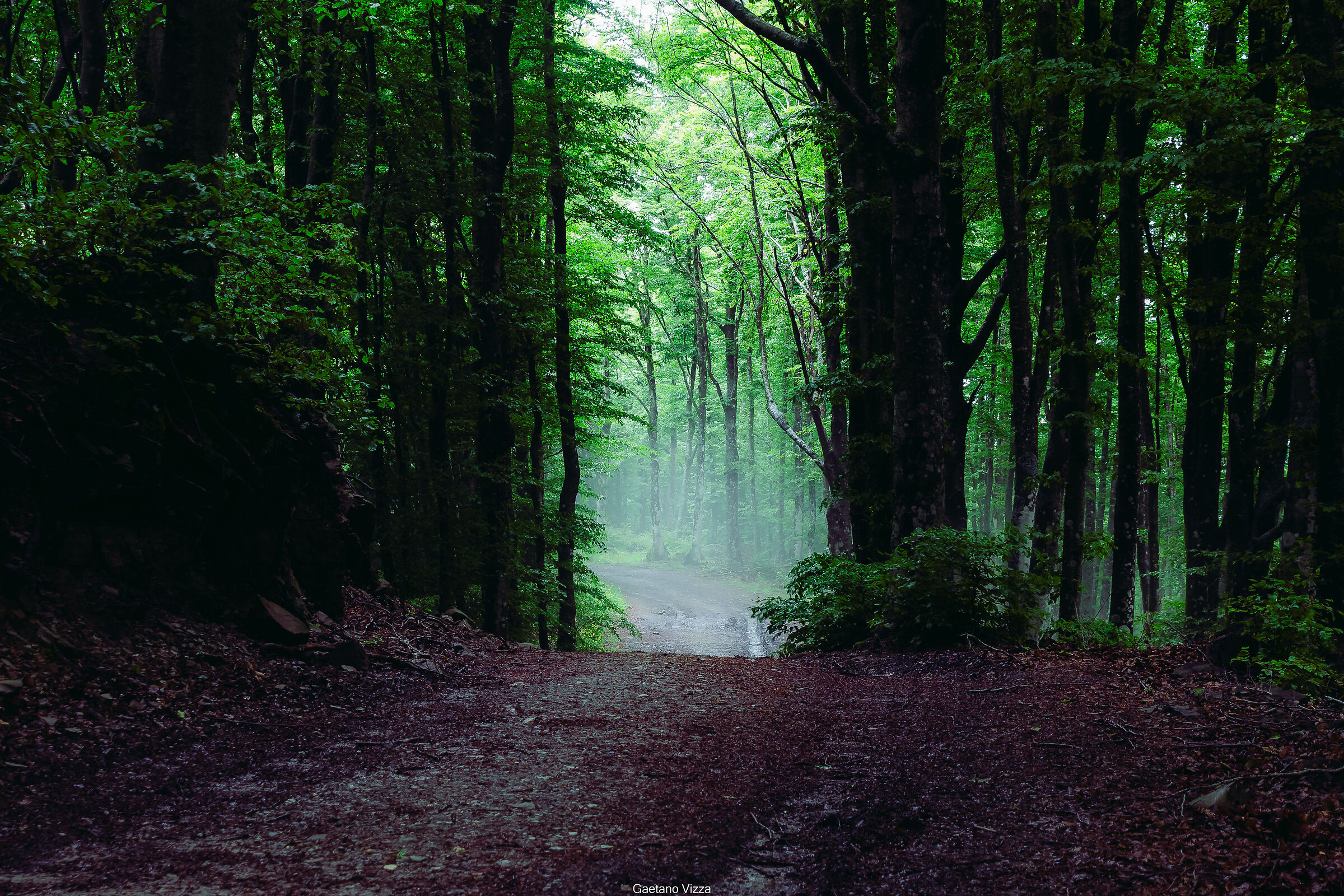 The Path