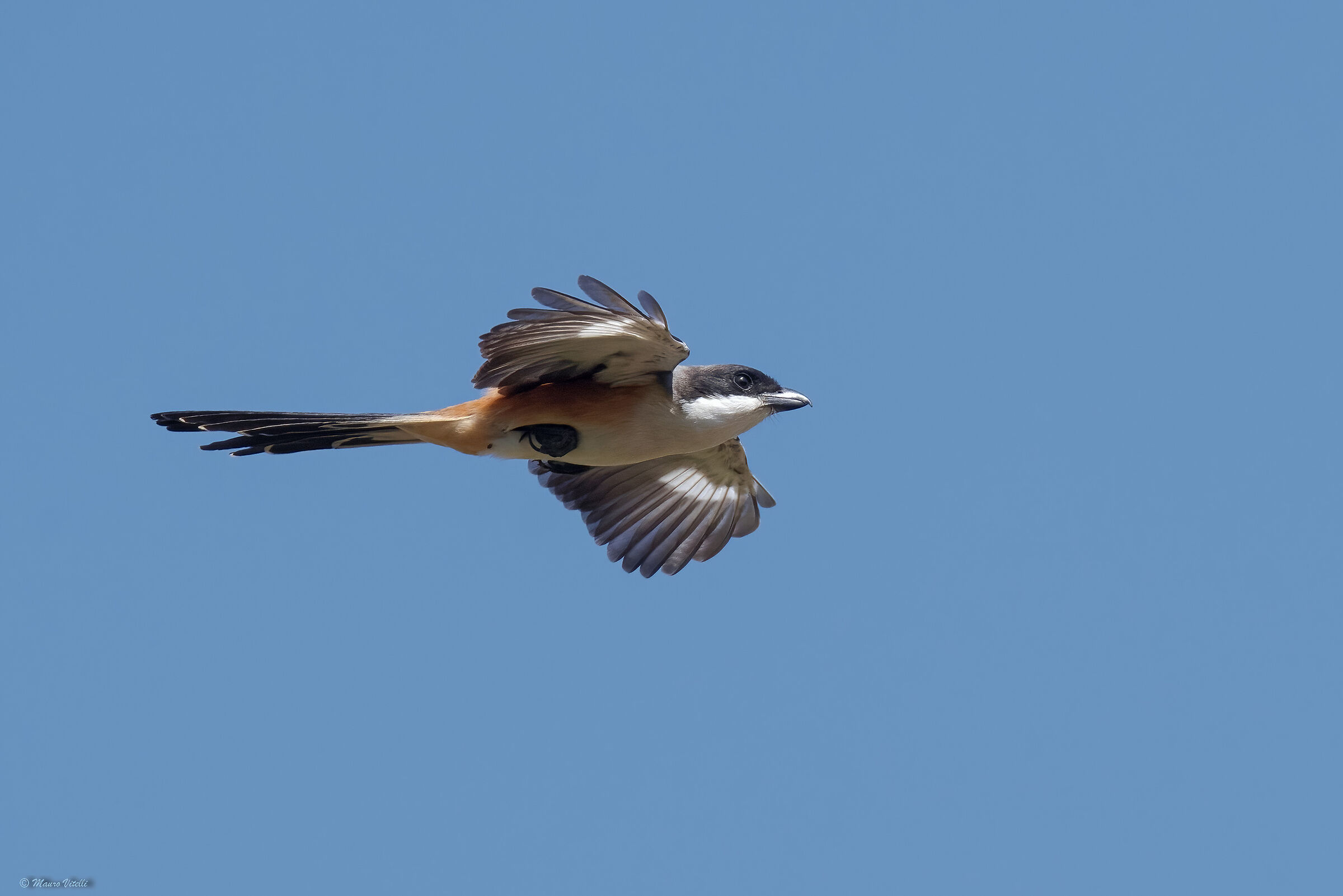 Red-backed Long-tailed Shrike (Lanius schach)