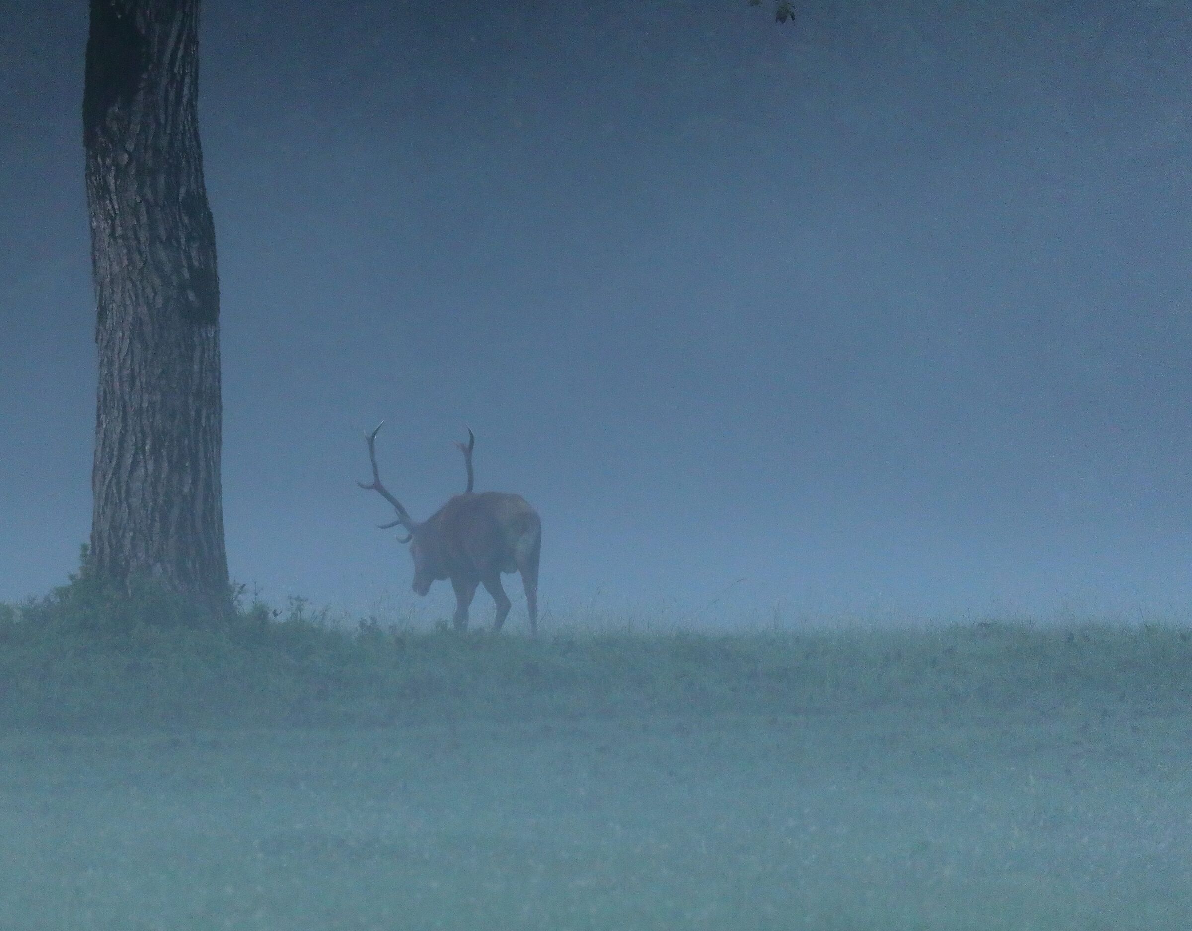 Bramito e nebbia