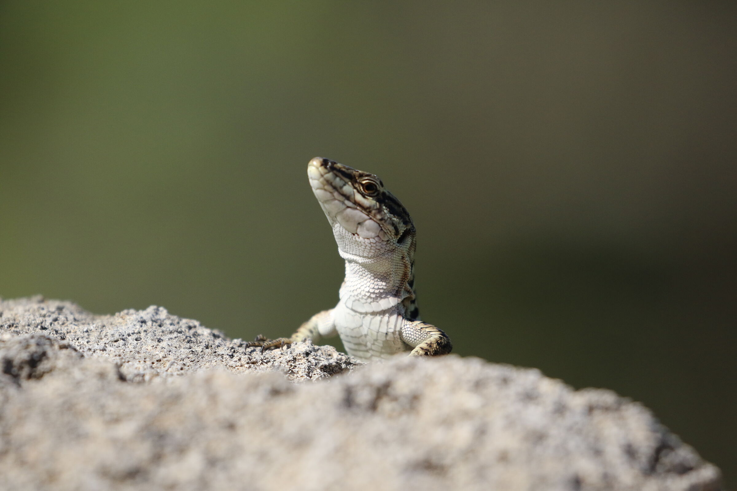 "Crop 6 Cento 40", 1/8 Mila- Canon 100-400 L II, 7...