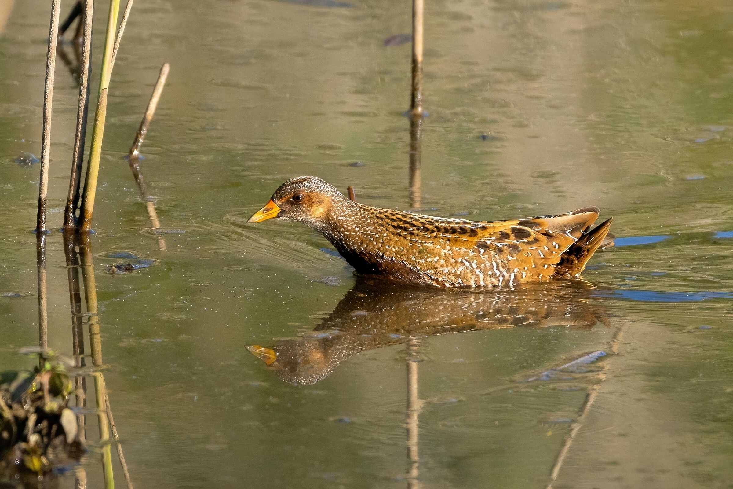 Voltolino (Porzana porzana)