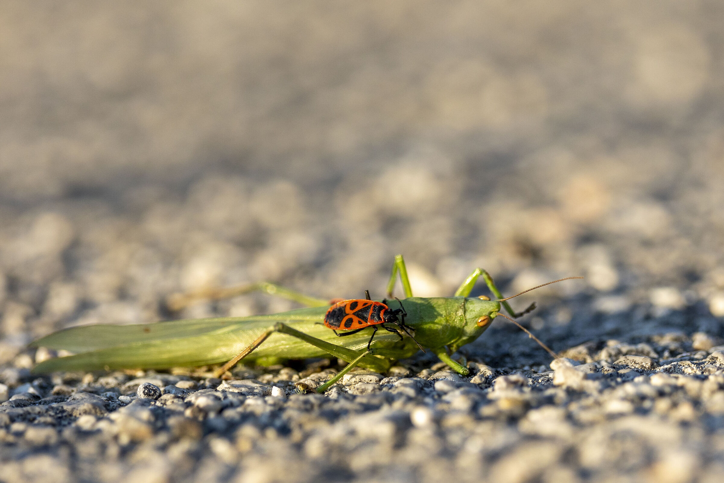 La cavalletta e la cimice