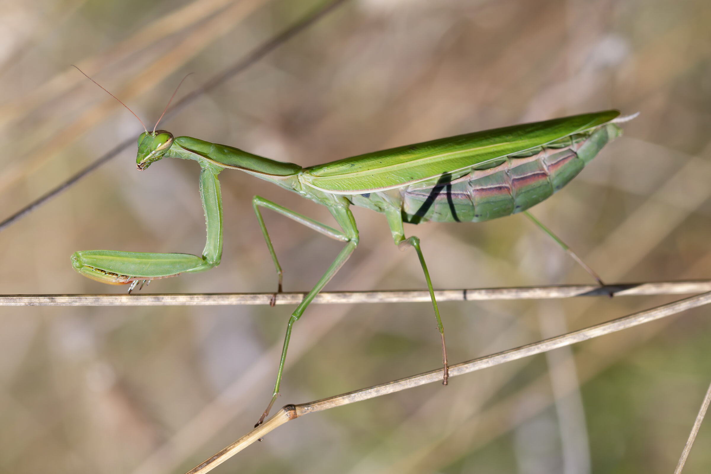 Mantis religiosa