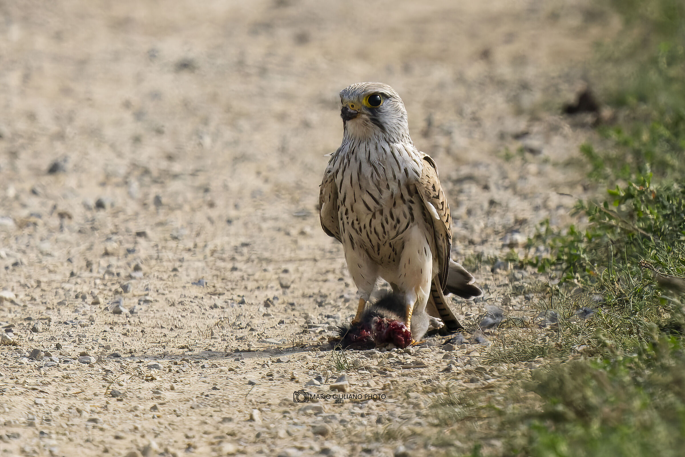 Kestrel with prey
