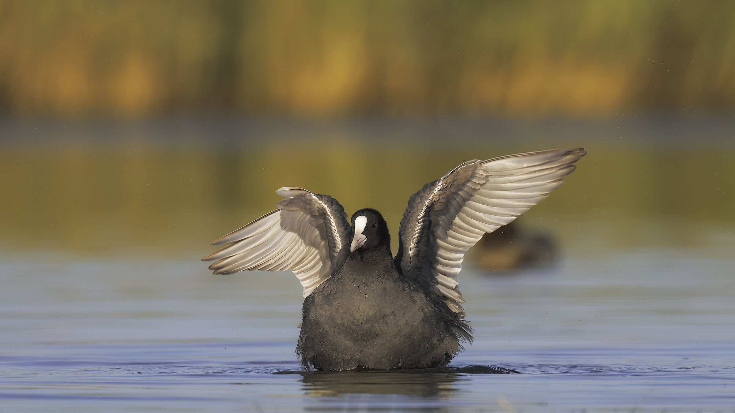 a spasso per il retrodunale di Marina di Vecchiano