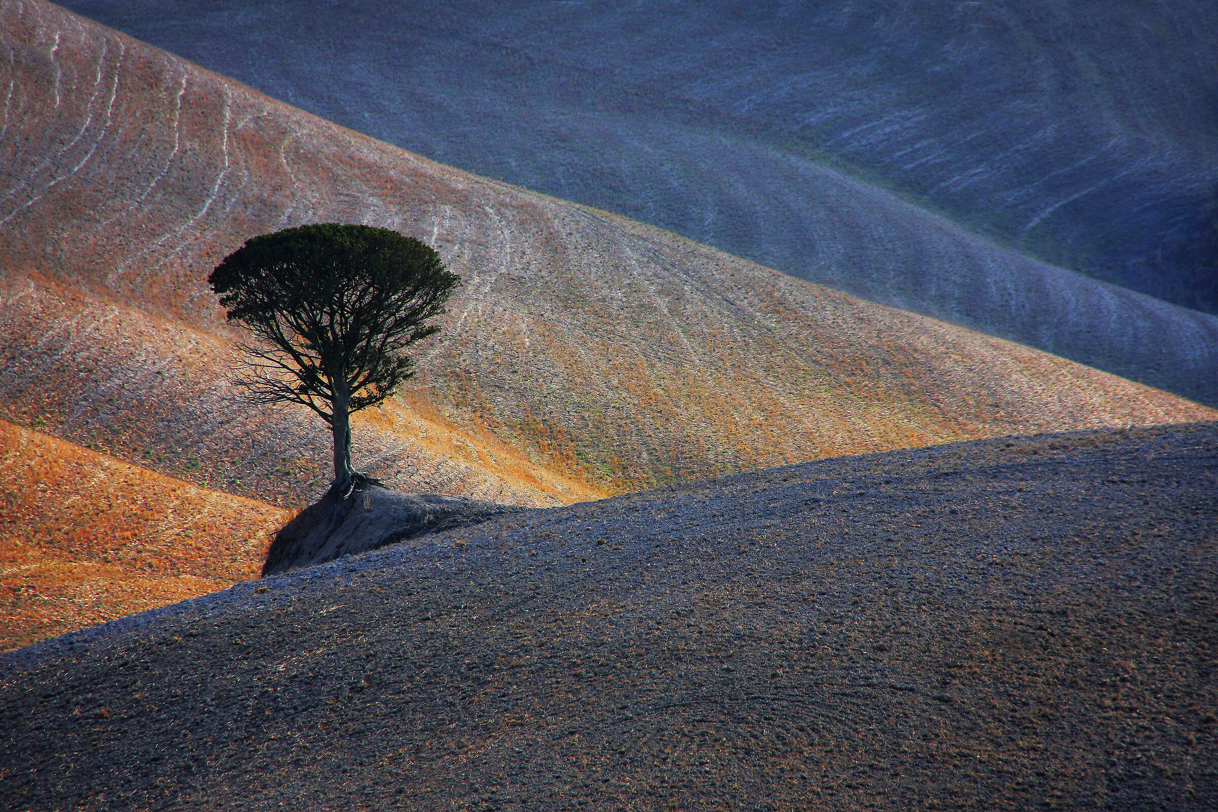 Quell'albero