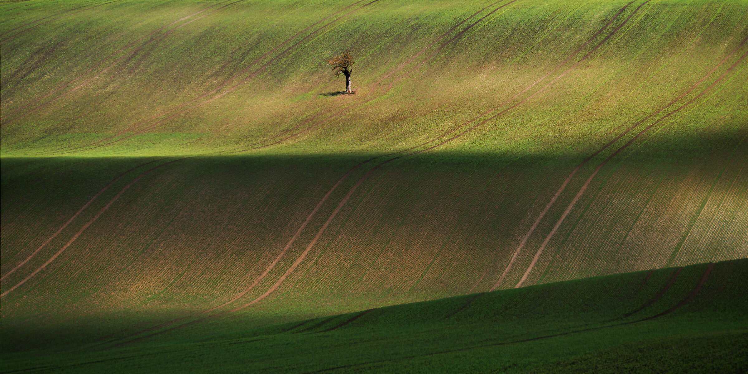 Alone on Moravian field