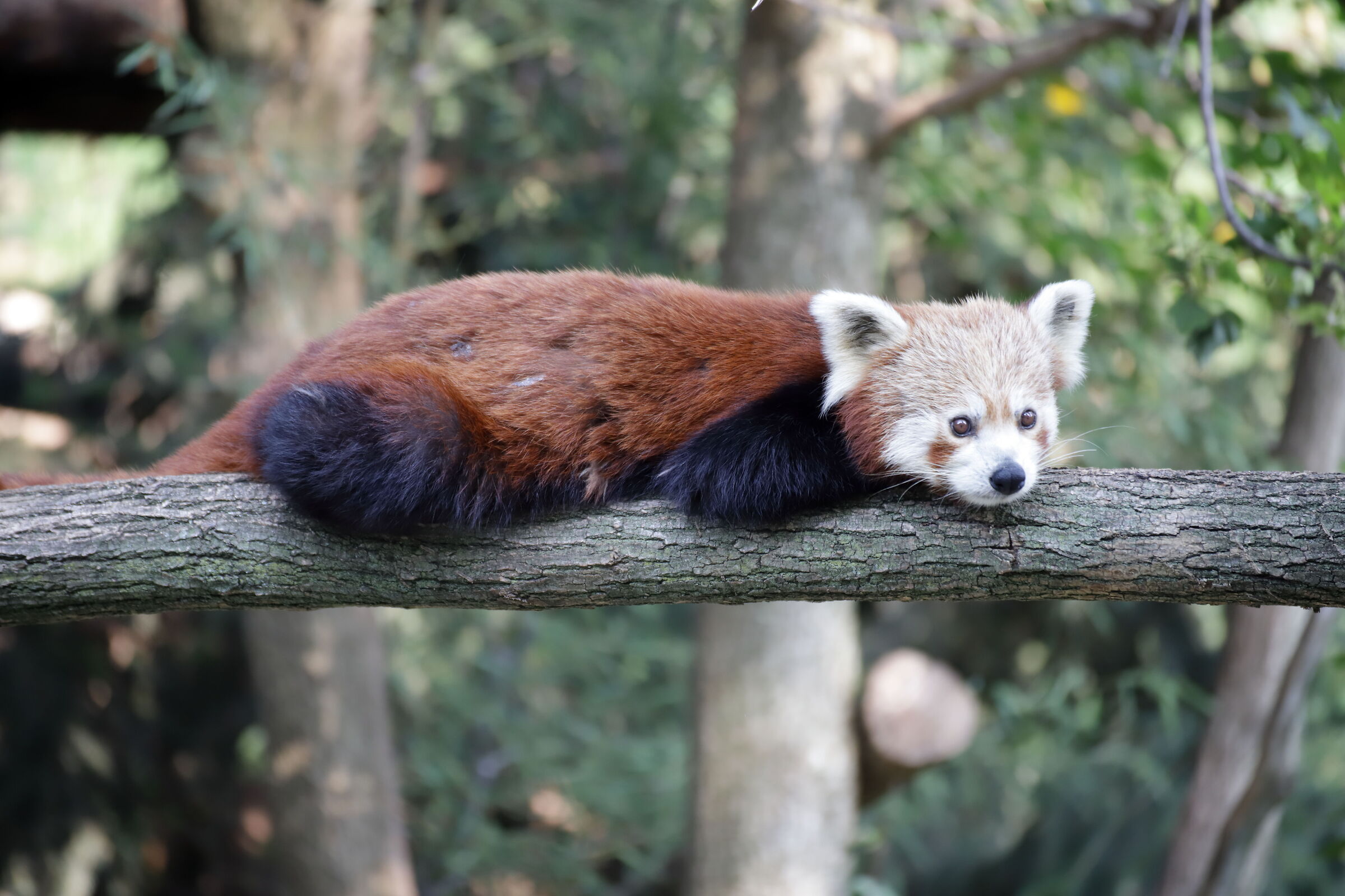 Panda Rosso Parco le Cornelle