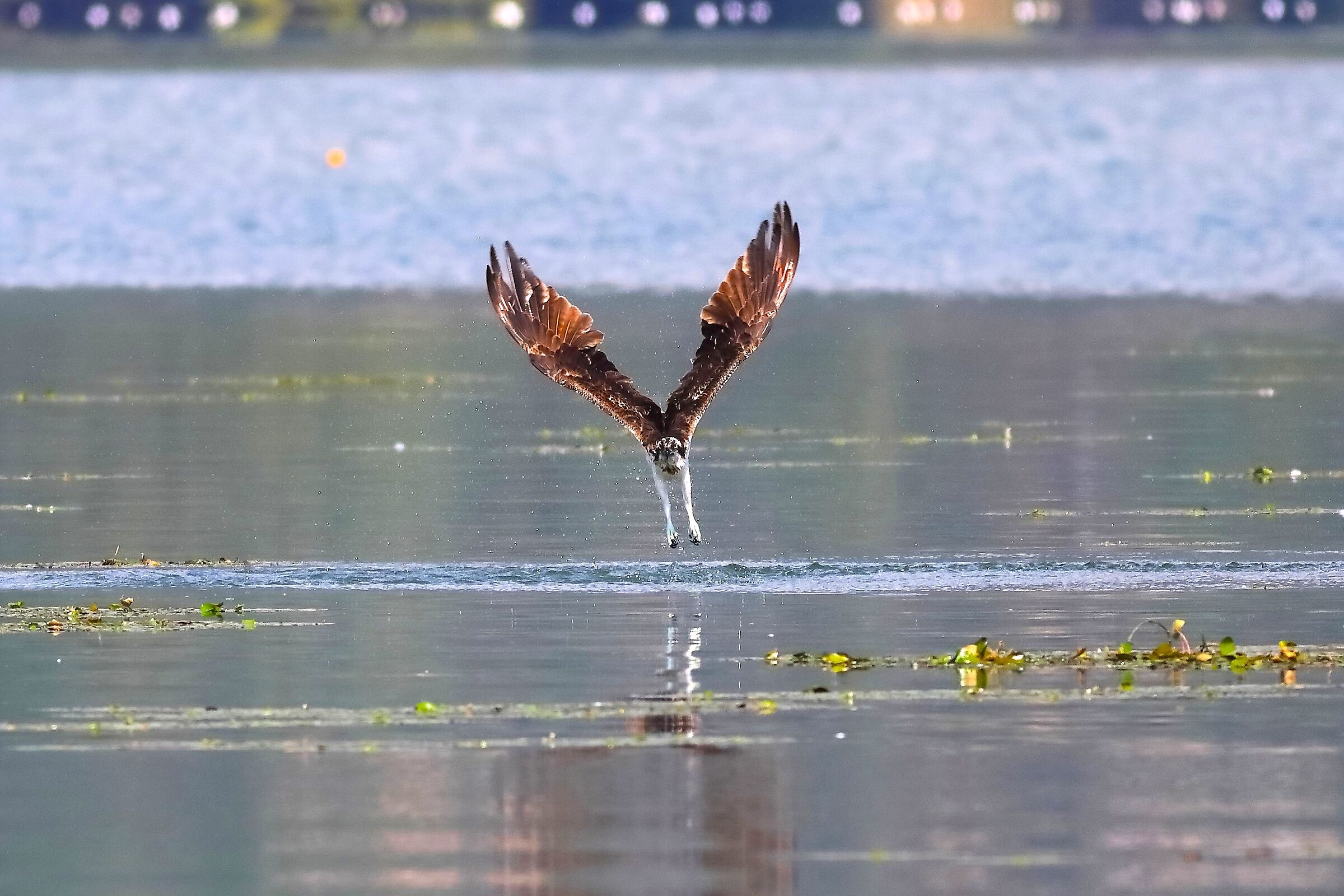 Falco pescatore 01-09-2023