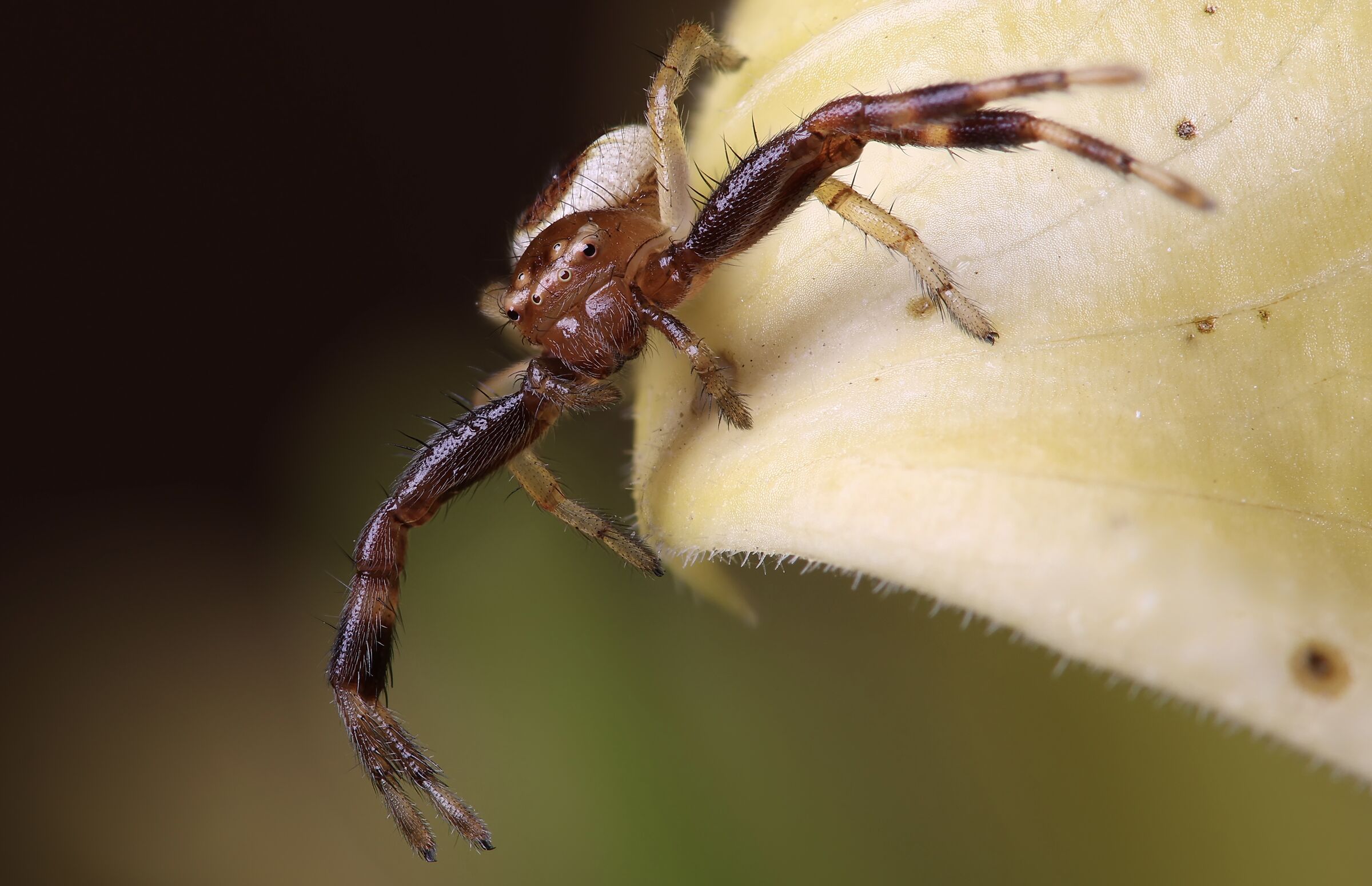 Napoleon Spider