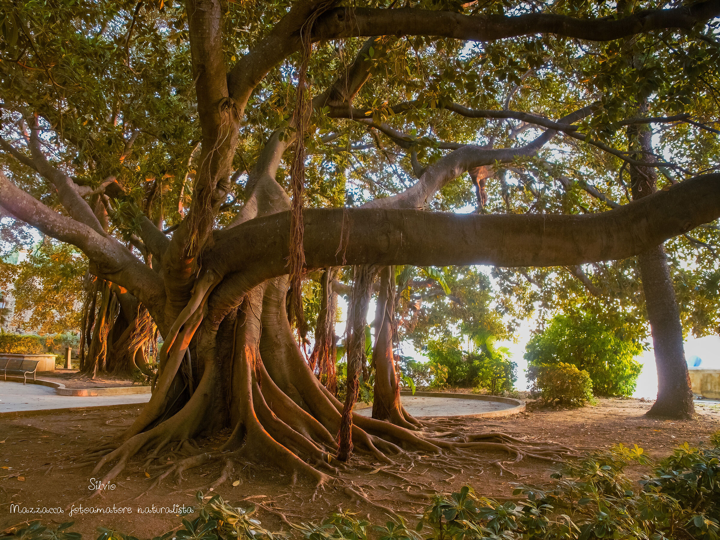 Ficus macrophylla columnaris)