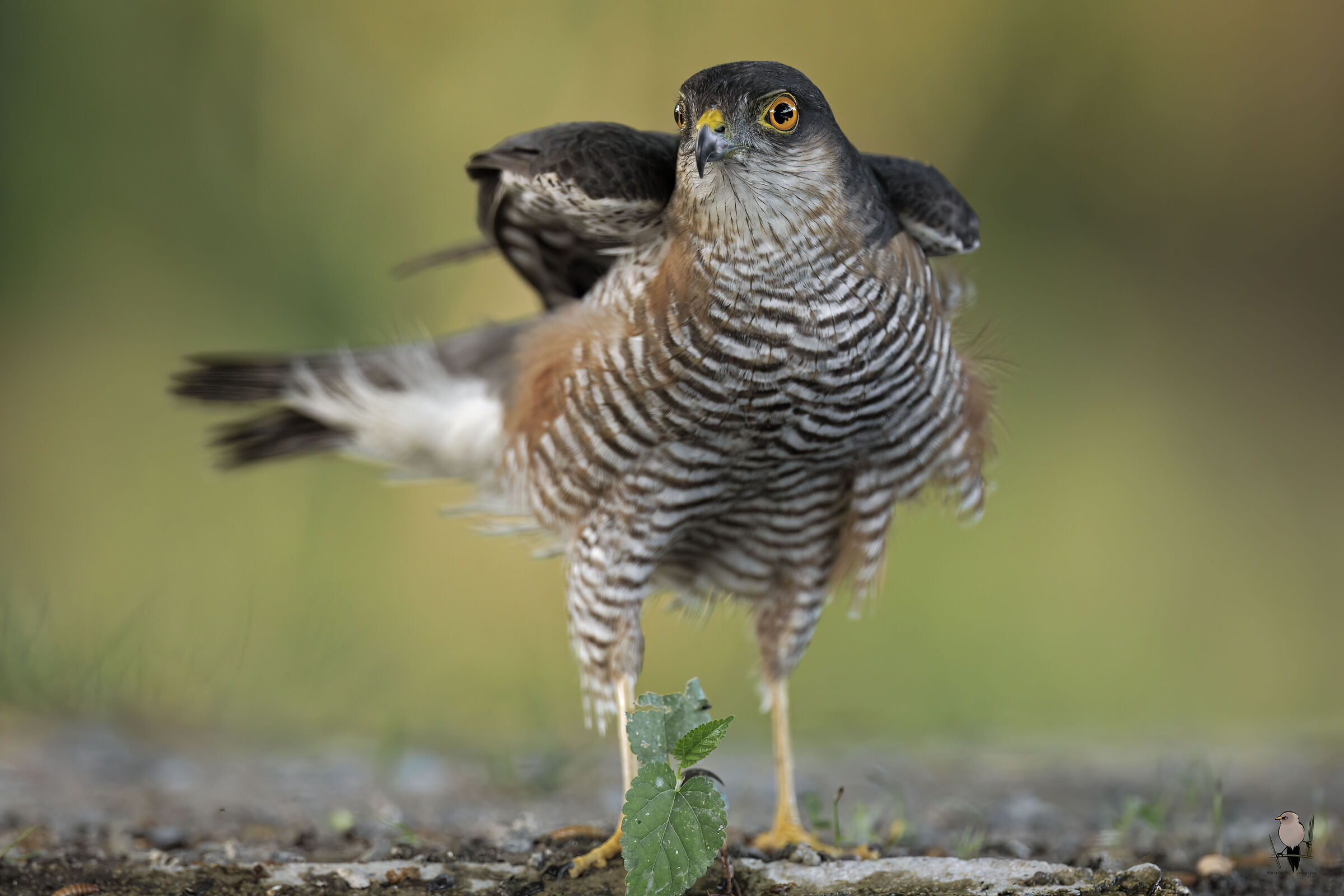 Sparrowhawk ?
