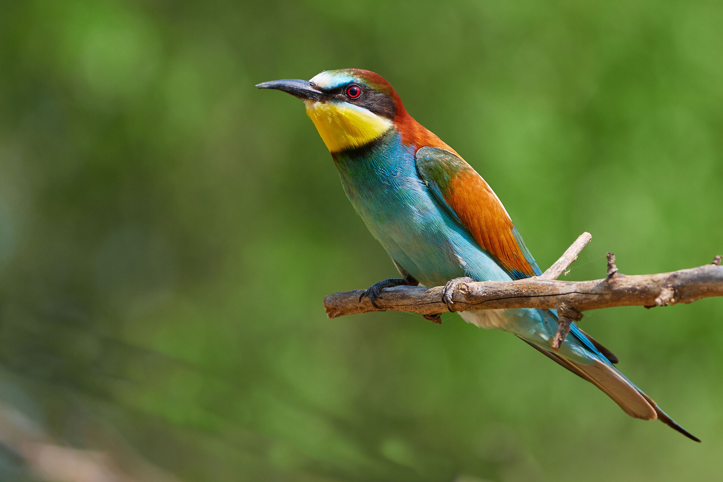 European apiaster ( Merops apiaster)