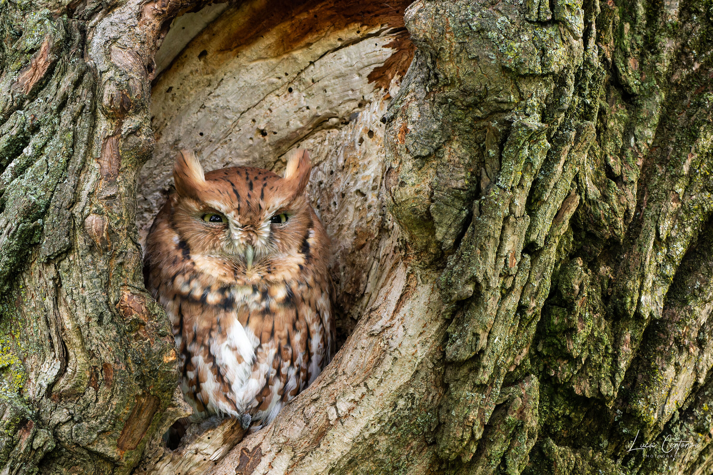 Eastern Screech-Owl (Megascops asio) American Assiolo