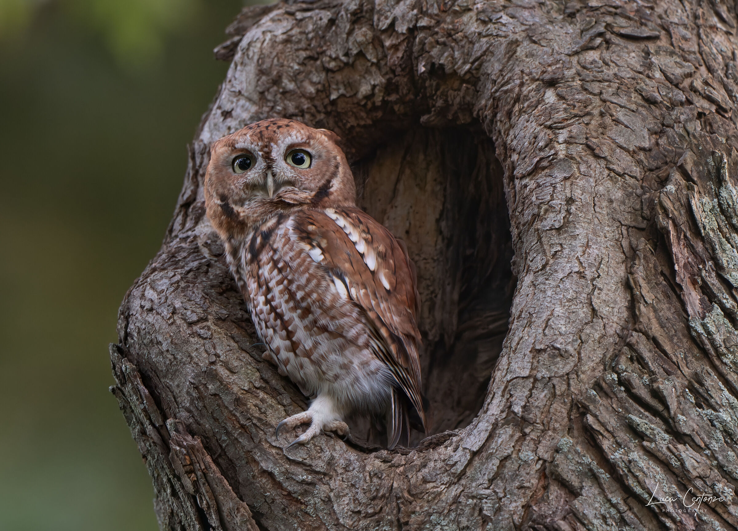 Eastern Screech-Owl (Megascops asio) American Assiolo