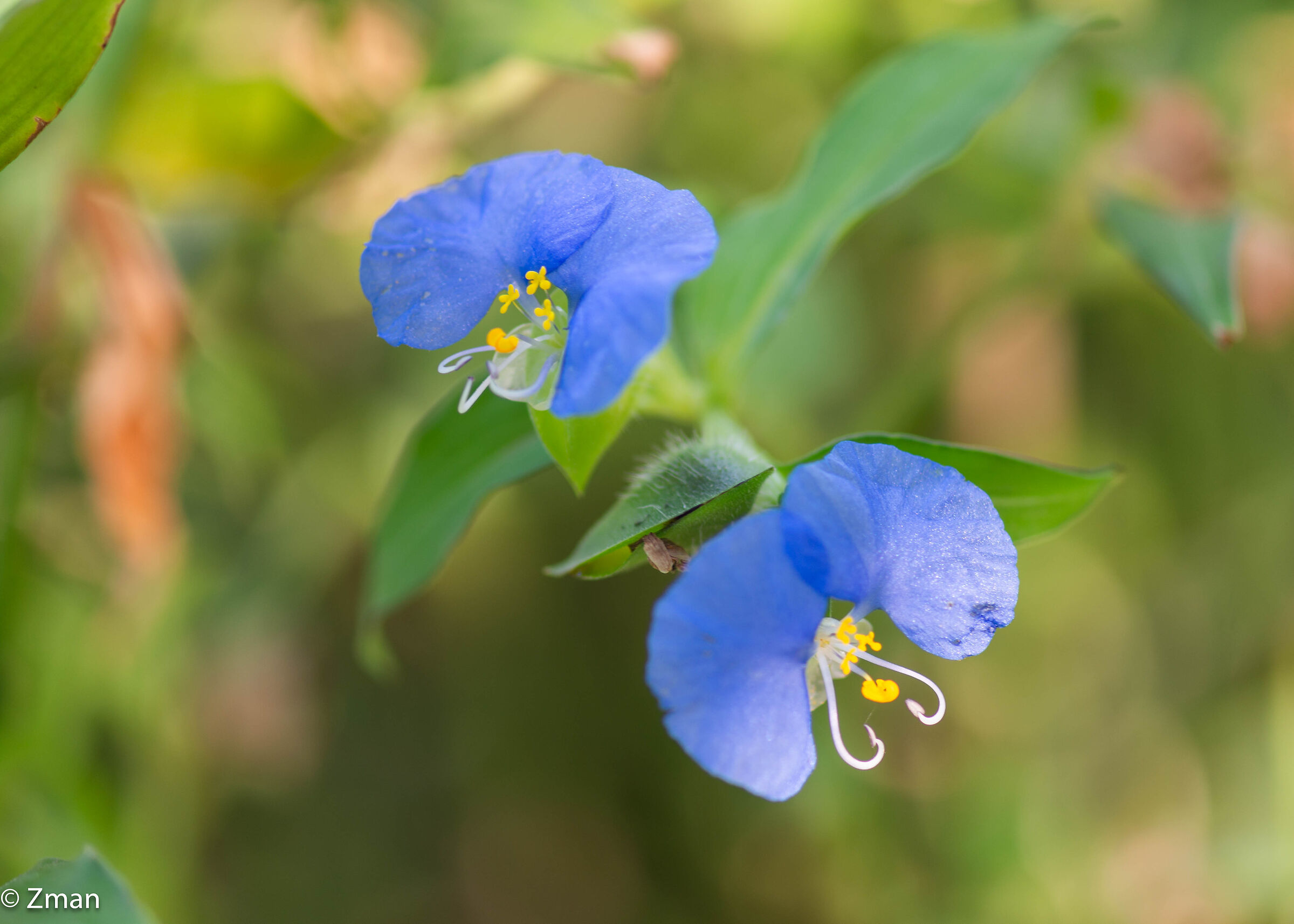 Bocca bianca Dayflower