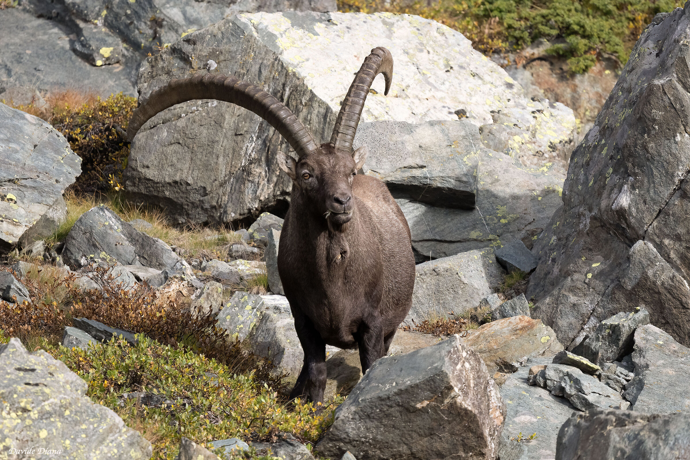 Ibex
